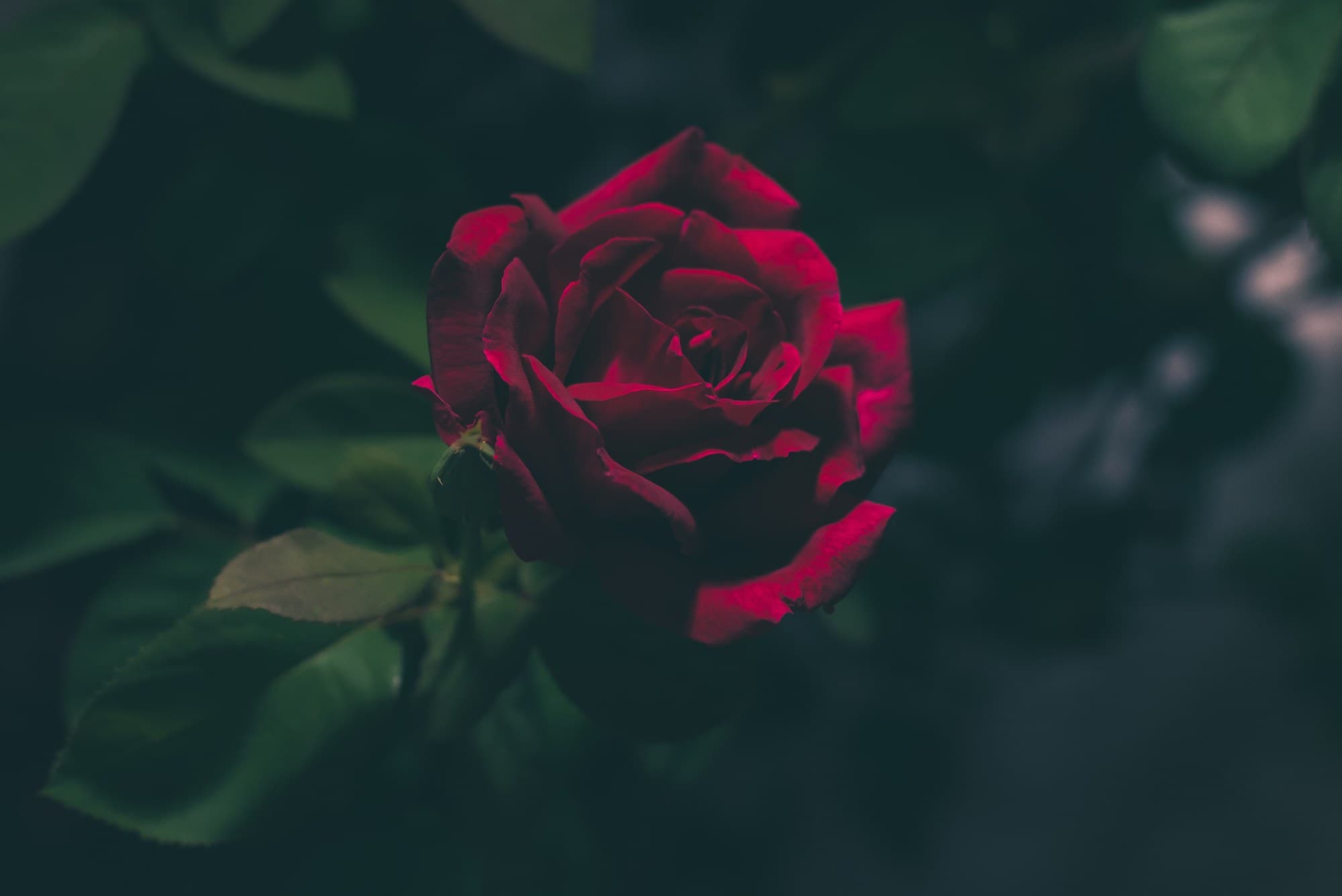 Deep red rose close up