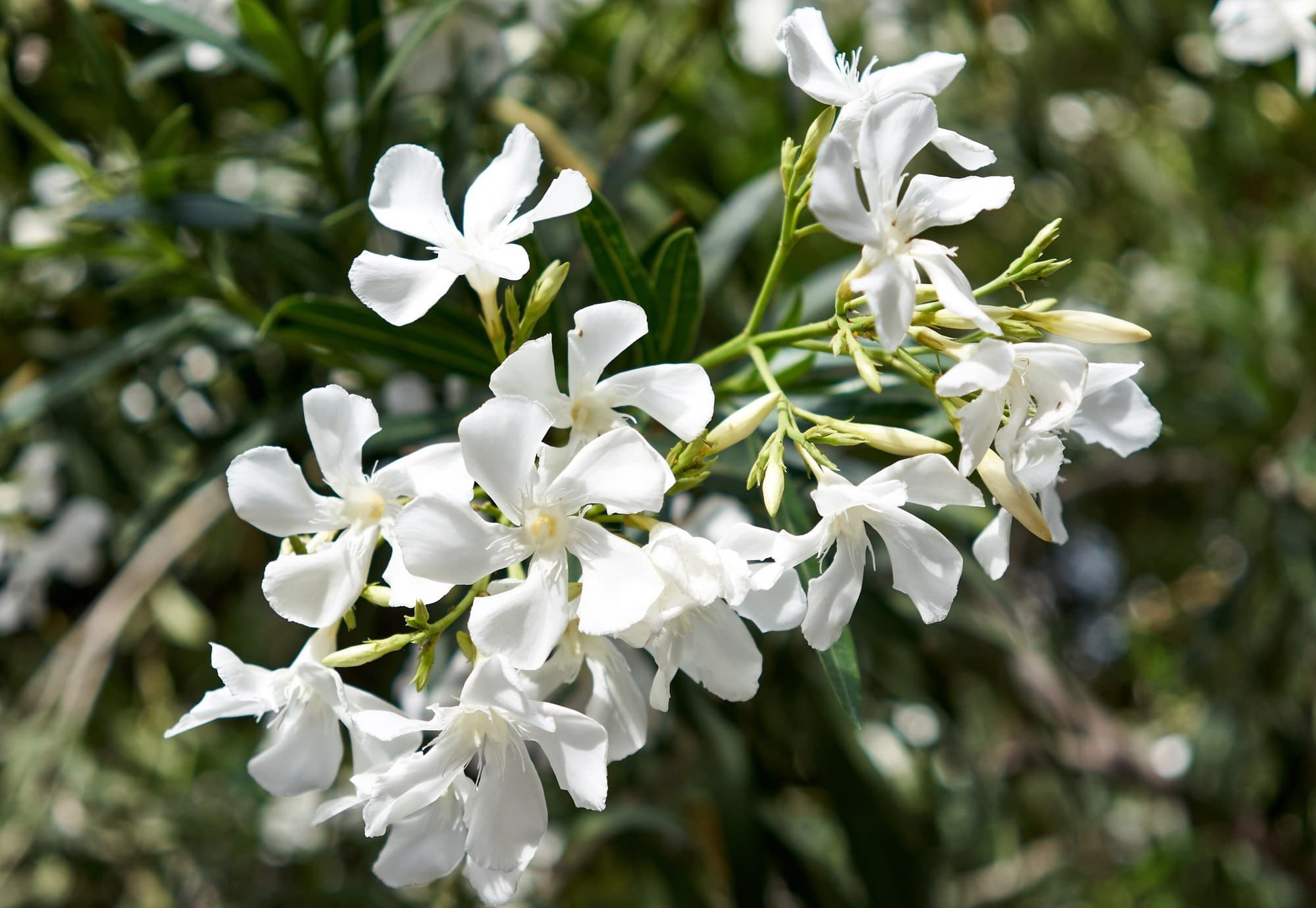 White oleander flowers