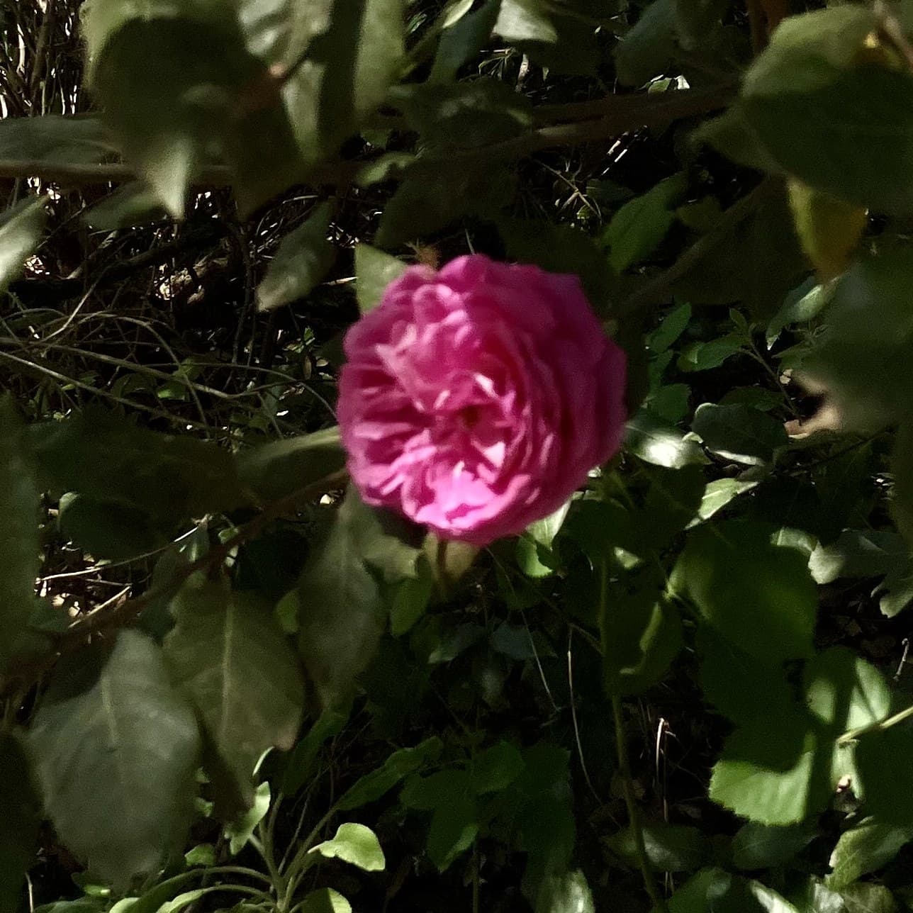 Rosa gallica, the apothecary rose