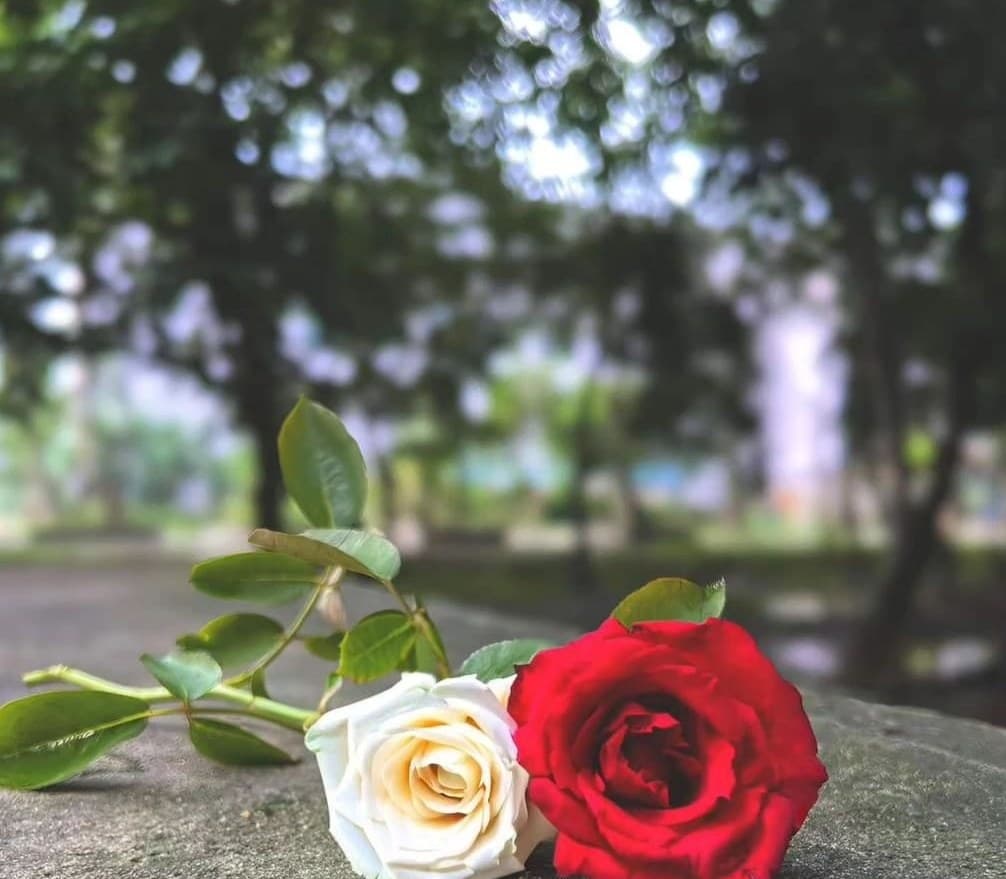 One white and one red rose side by side