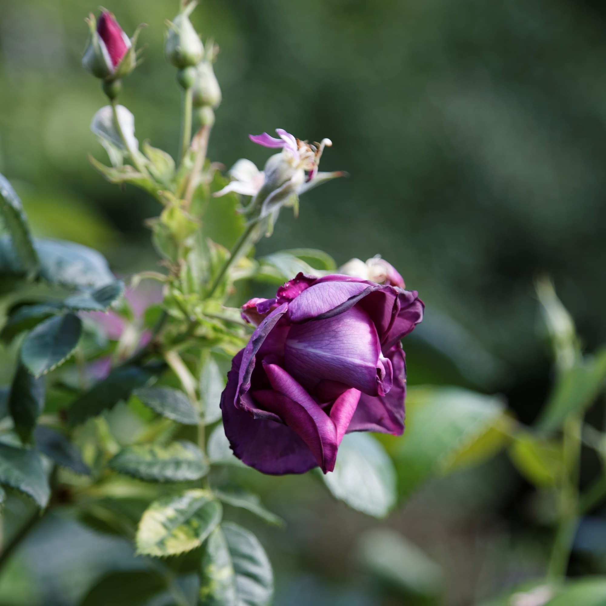 Dark purple rose in a garden