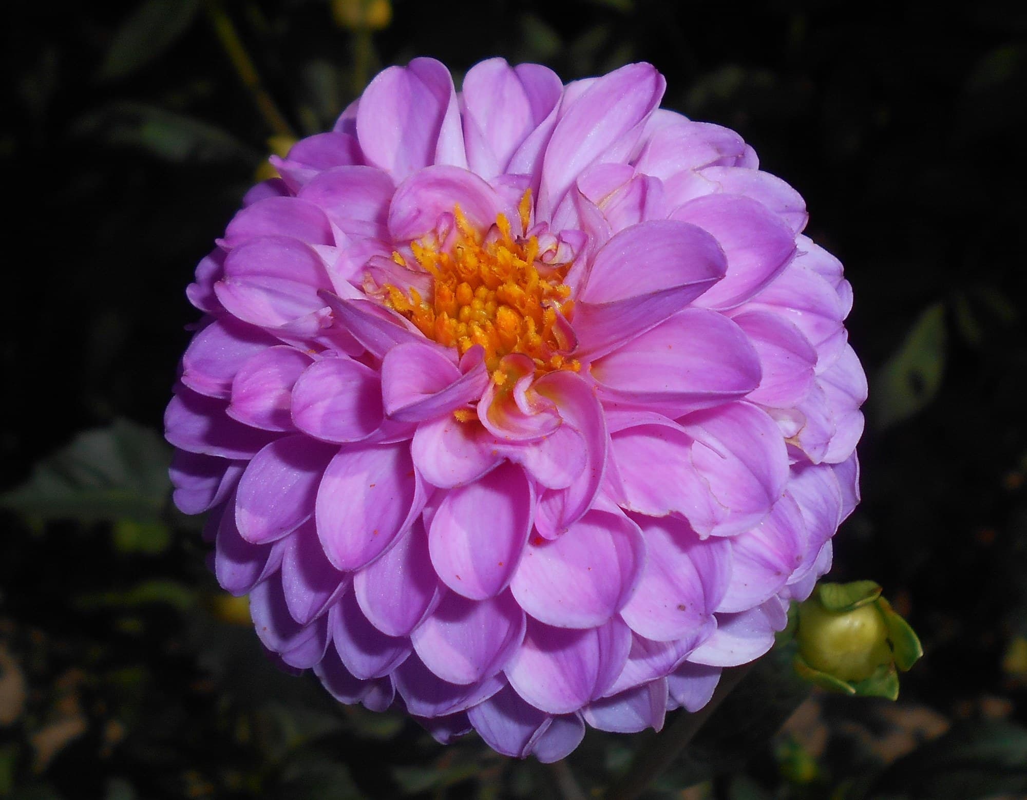 Blue-lilac dahlia in bloom