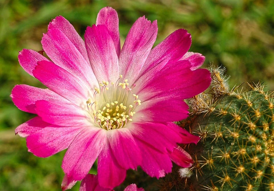 Pink cactus flower in bloom