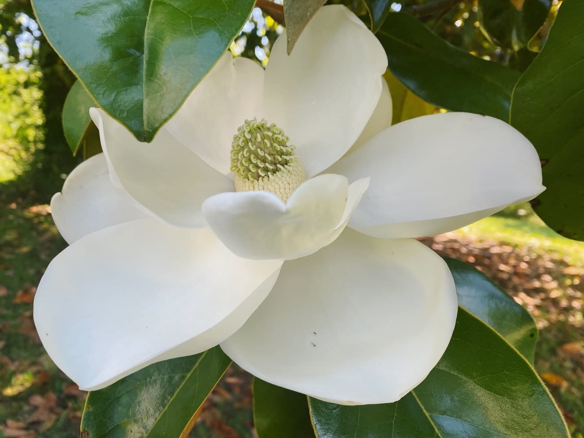 White southern magnolia flower