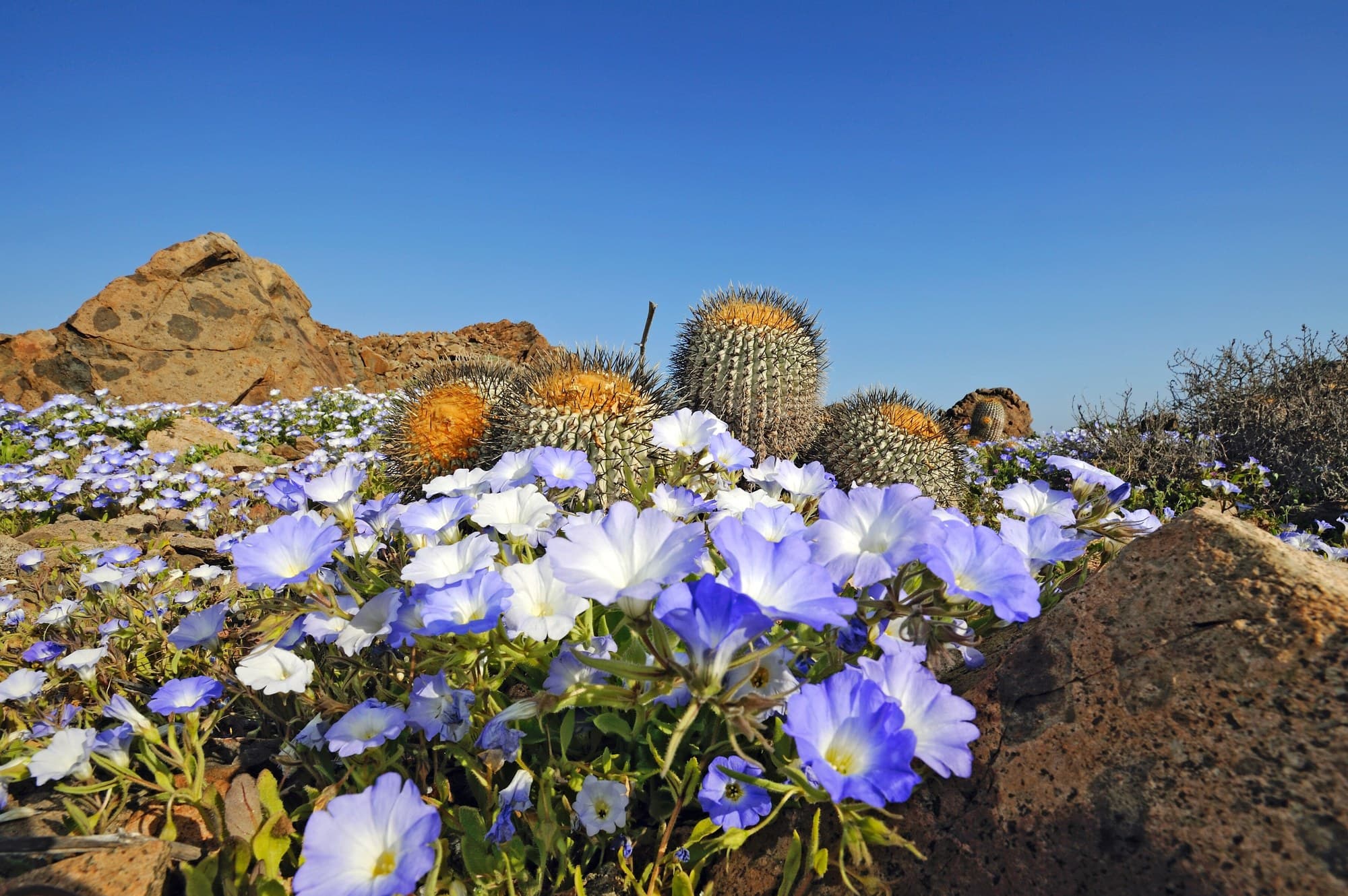 Wildflowers blooming in the Atacama Desert
