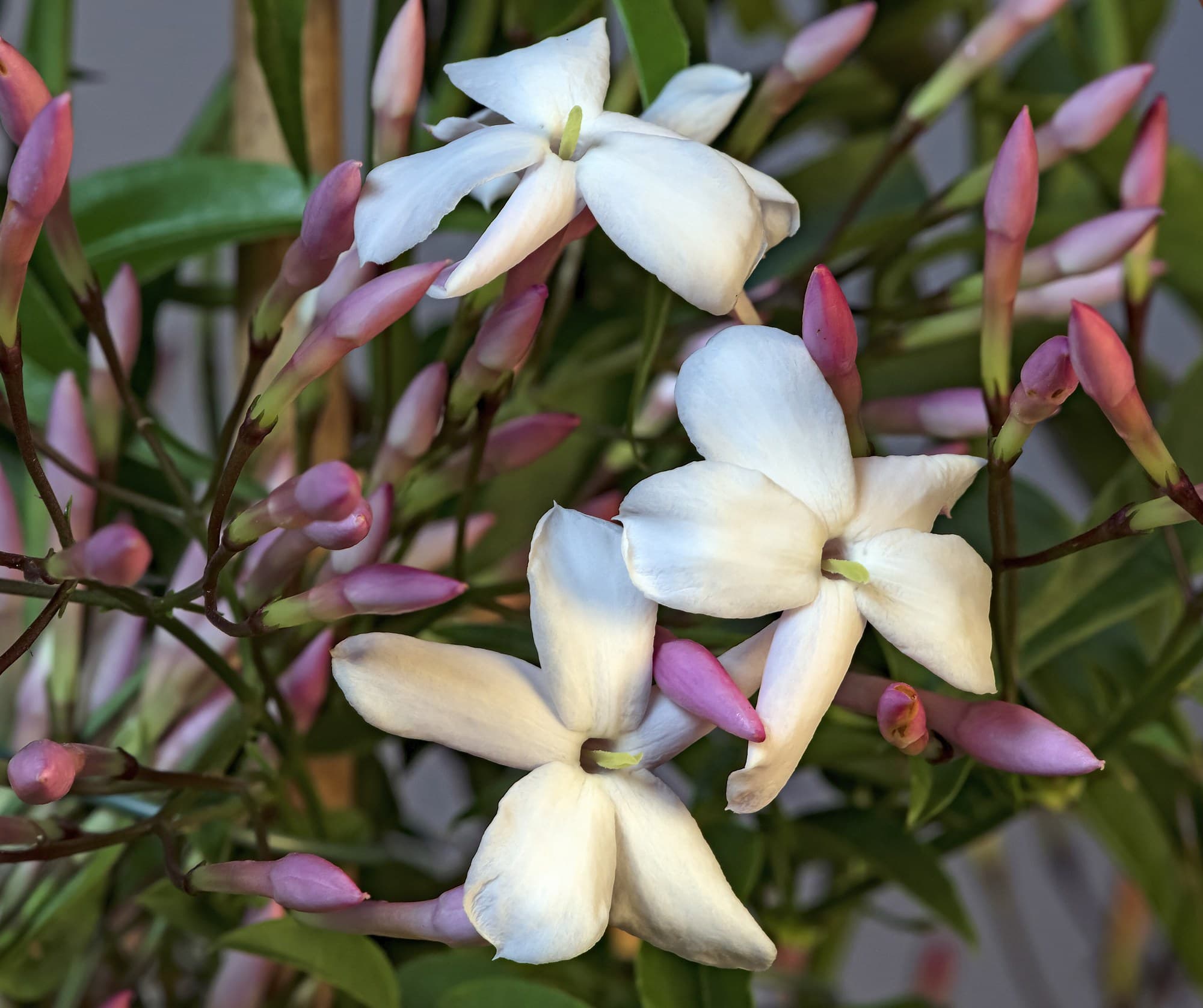 White jasmine flowers and pink buds