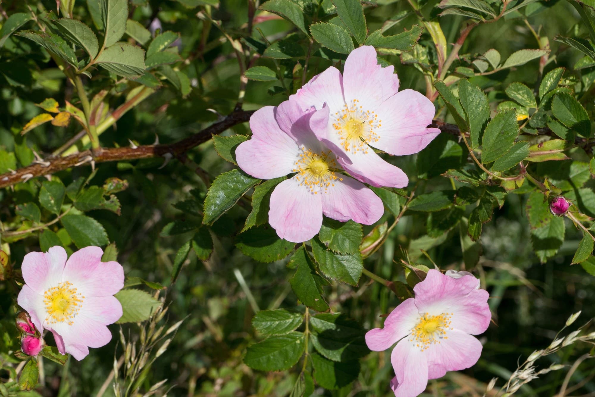 Pink dog roses (Rosa canina) on a wild shrub