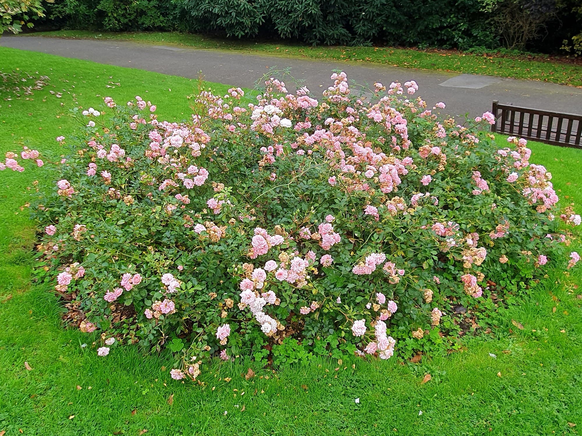 Rose bed in bloom in a public rose garden