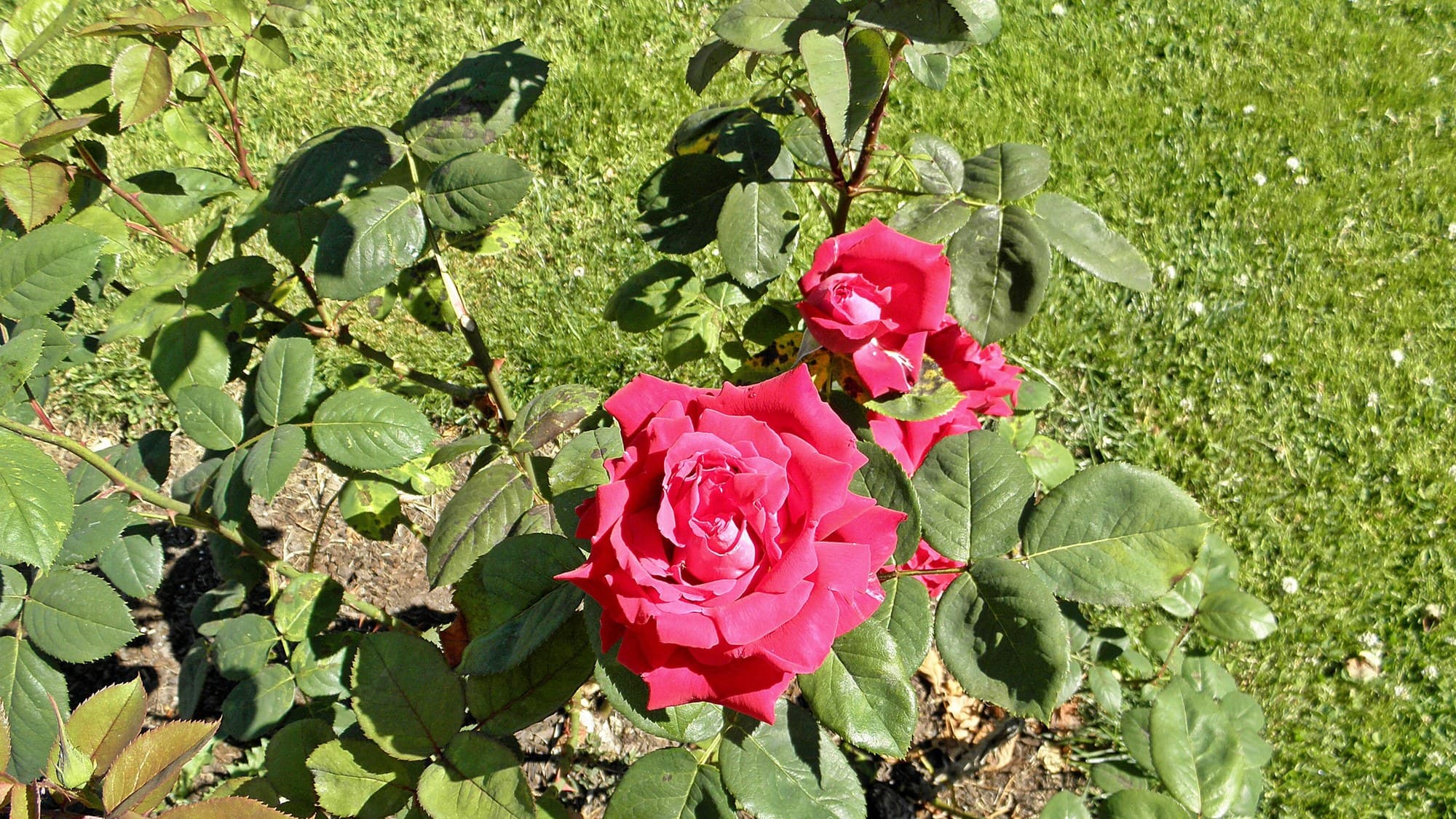 Rose Colour Meanings: What Every Colour of Rose Means