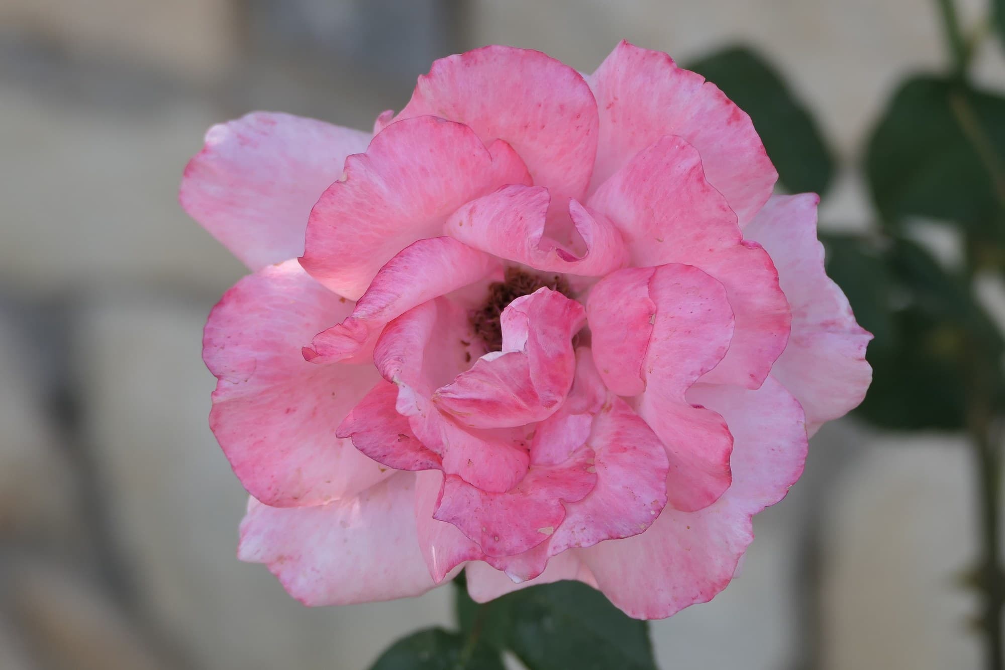 Pink rose in bloom