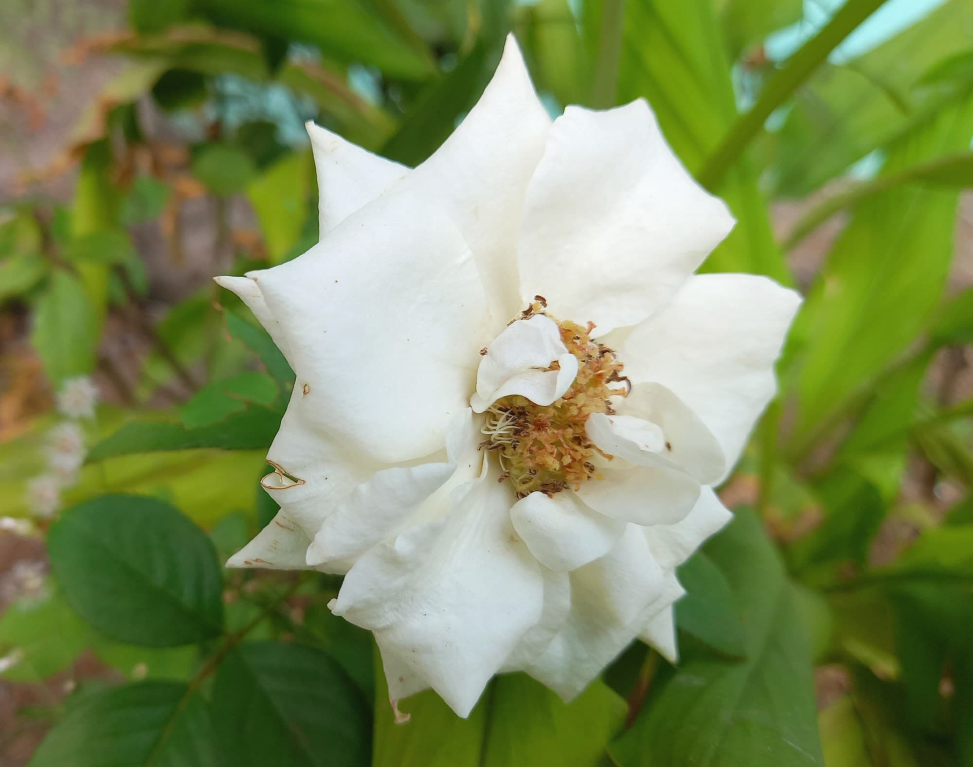 Single white rose