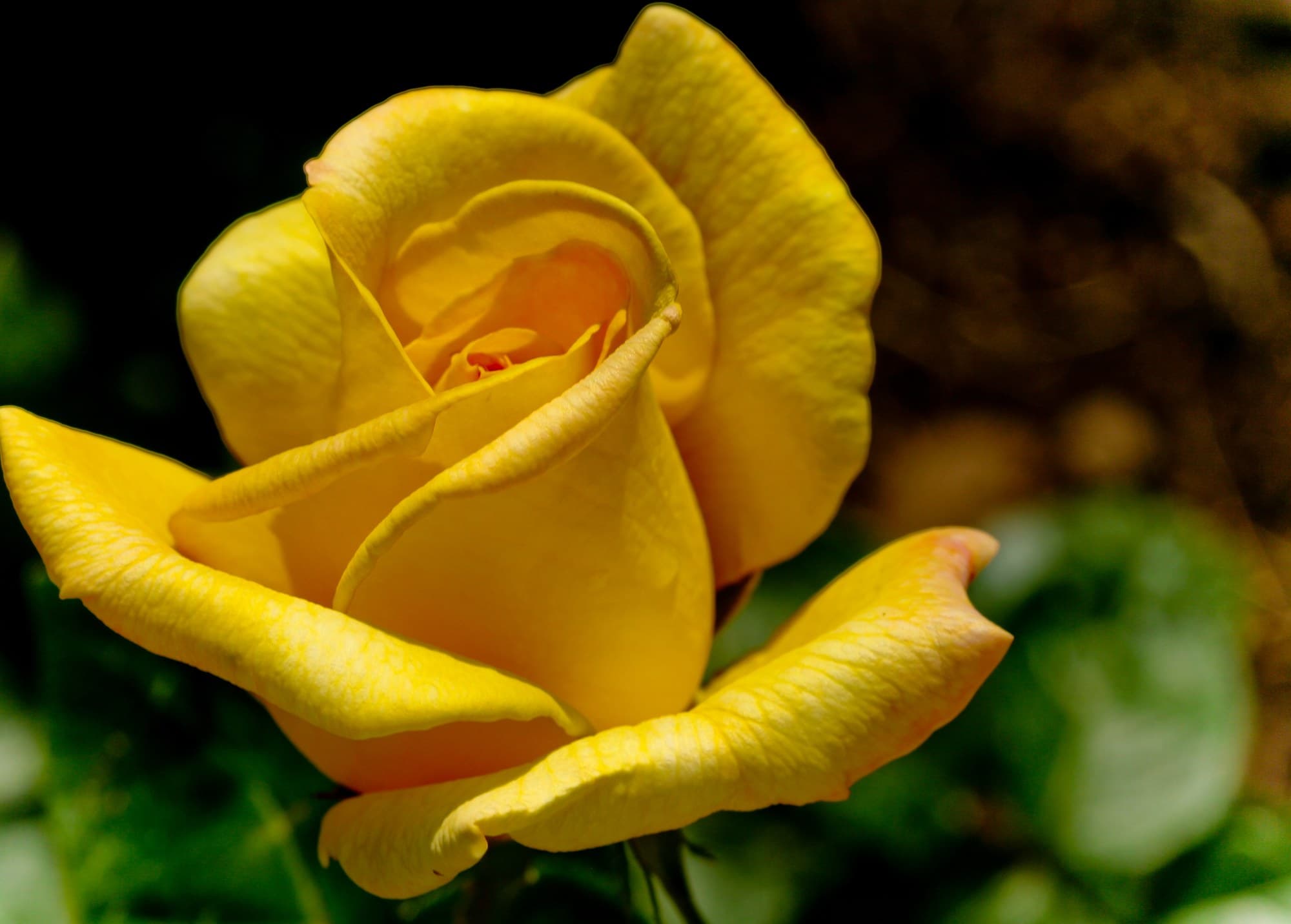Yellow rose bloom