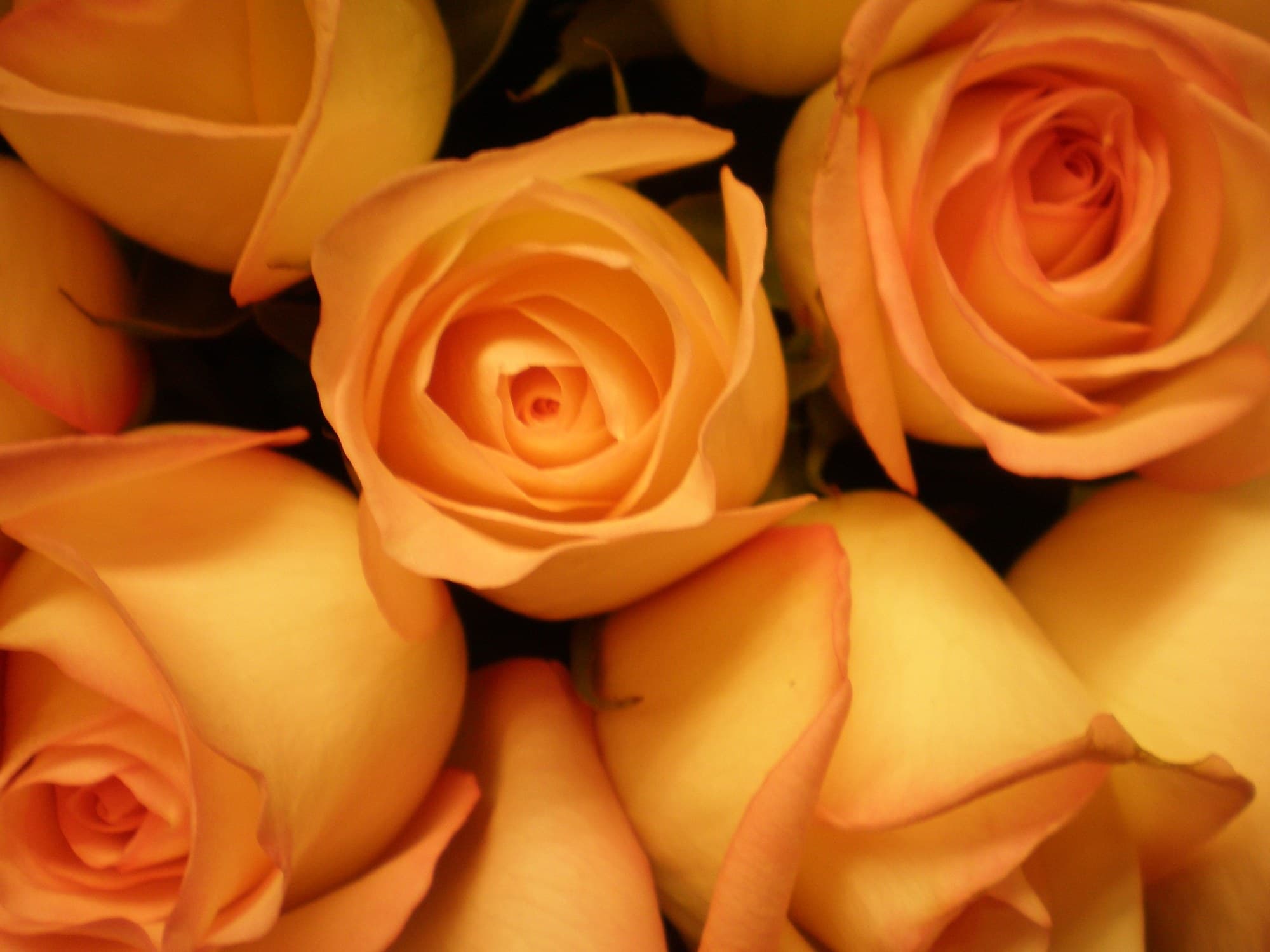 Yellow-orange roses