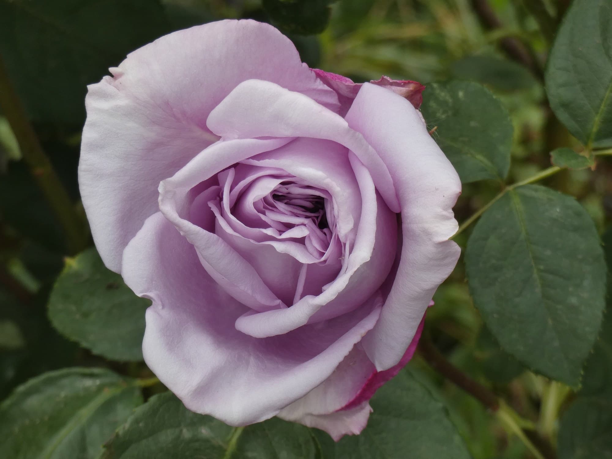 Lilac rose in bloom