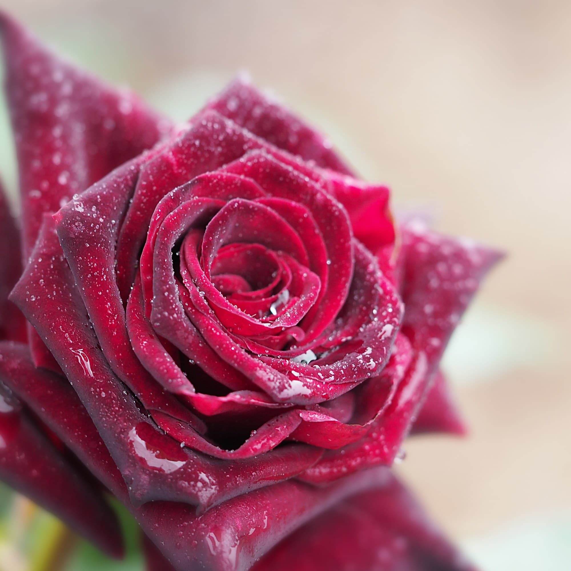 Black Baccara rose, a near-black red