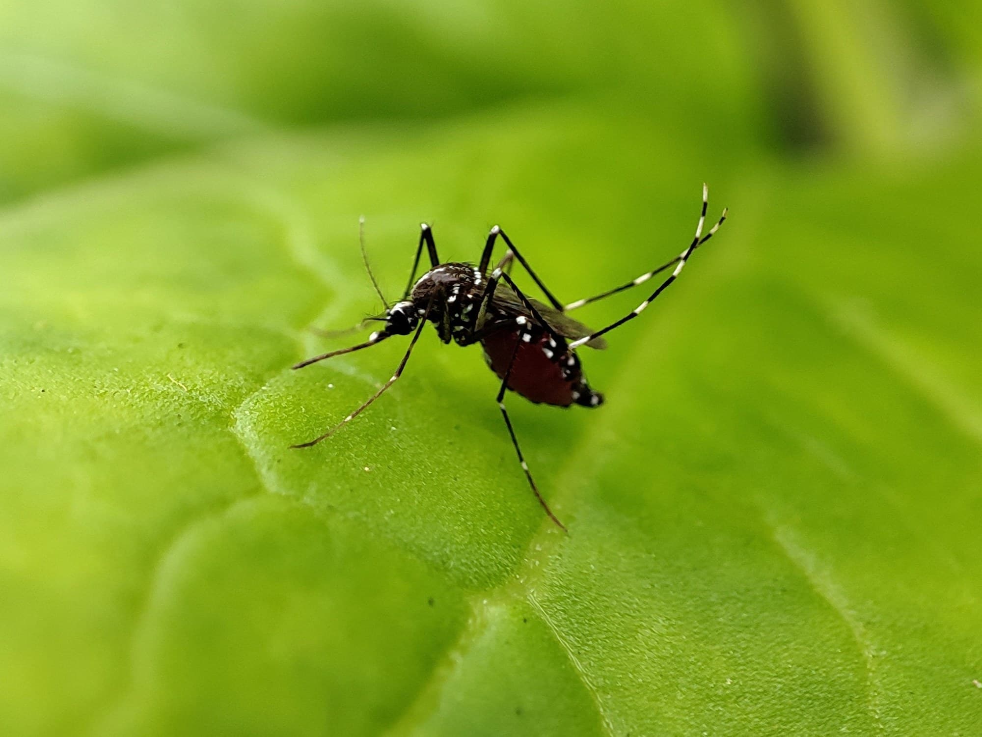 Aedes mosquito resting on a leaf
