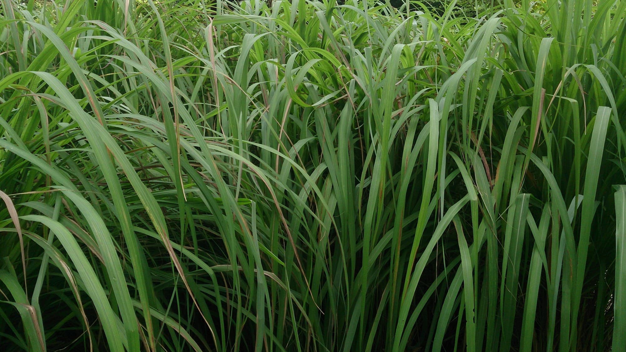 Citronella grass (Cymbopogon nardus) growing in a clump