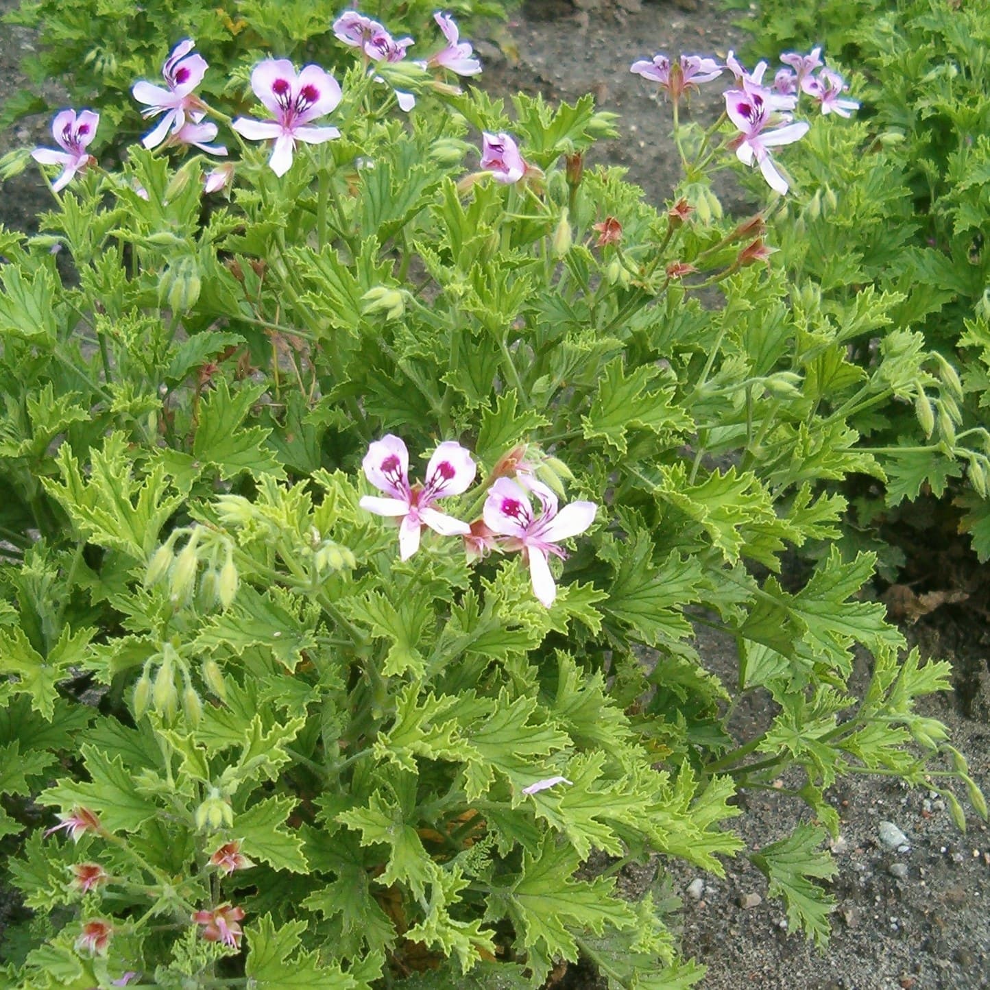 Citronella-scented geranium, Pelargonium 'Citronella'