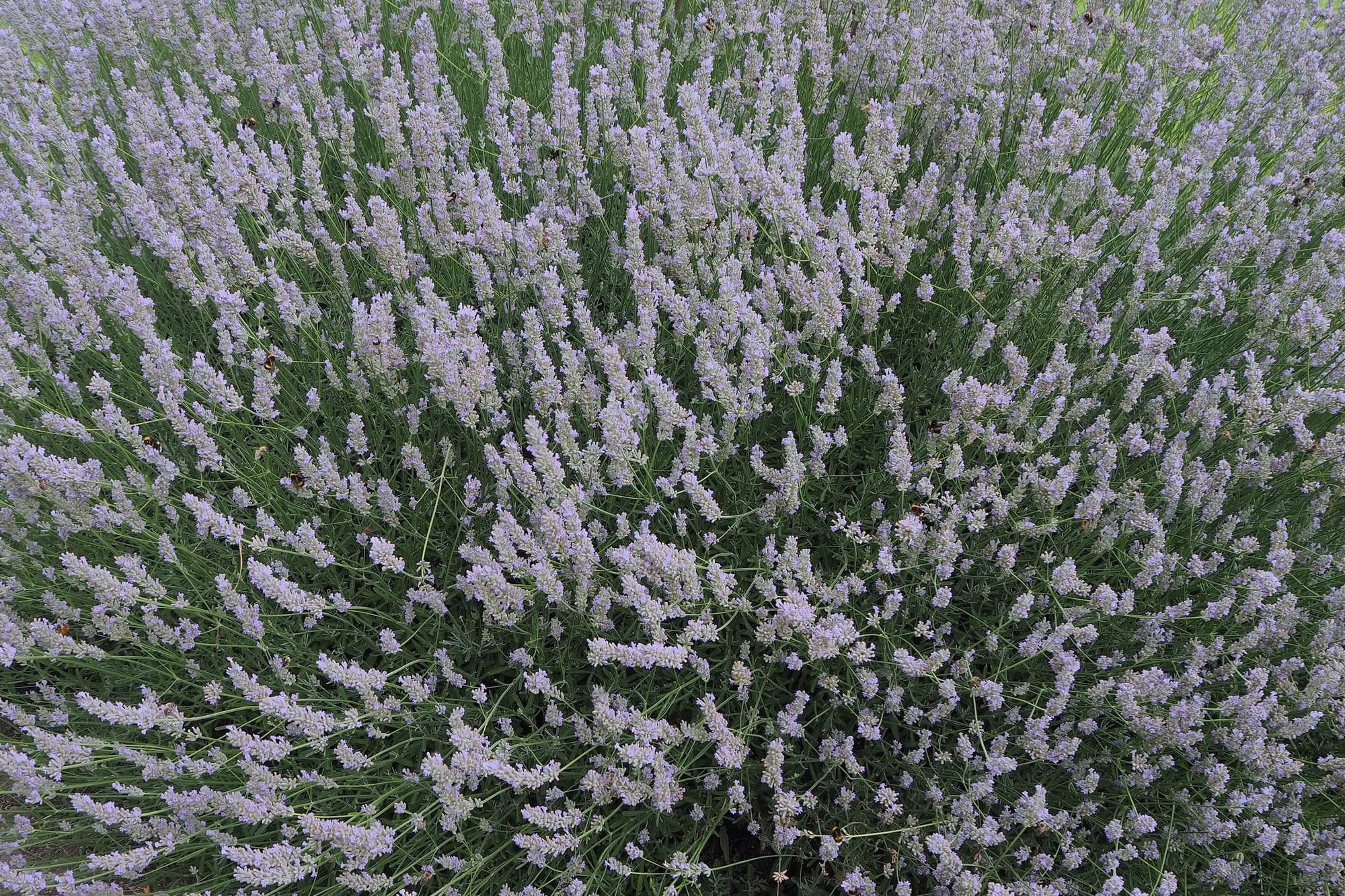 10 Mosquito Repellent Plants for Australian Gardens and Balconies
