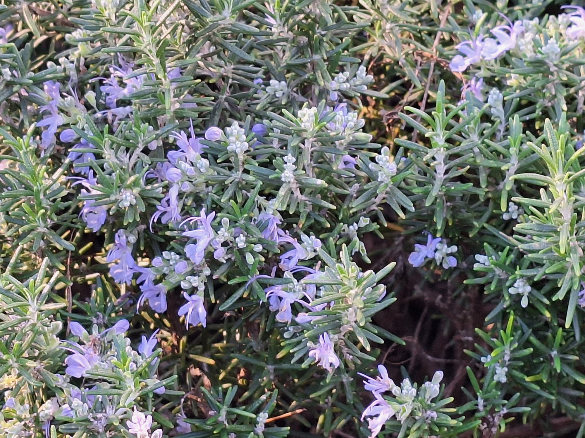 Flowering rosemary (Salvia rosmarinus)