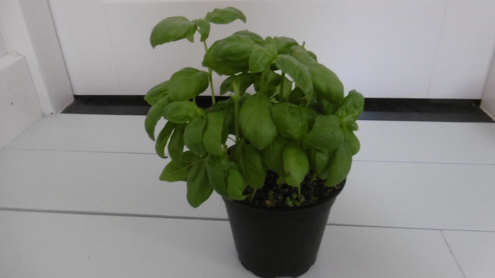 Basil plant growing in a pot
