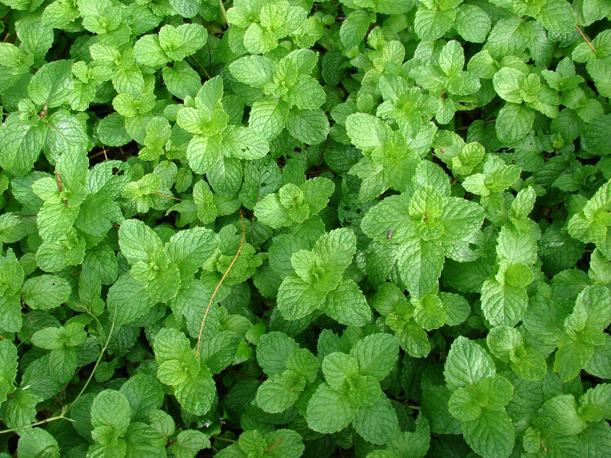 Spearmint (Mentha spicata) leaves