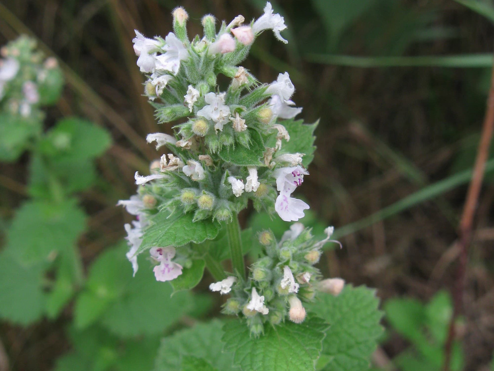 Catnip (Nepeta cataria) in flower