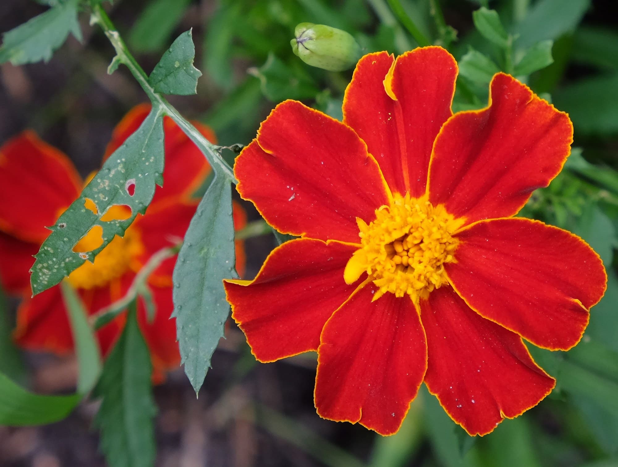 French marigold (Tagetes patula) flower
