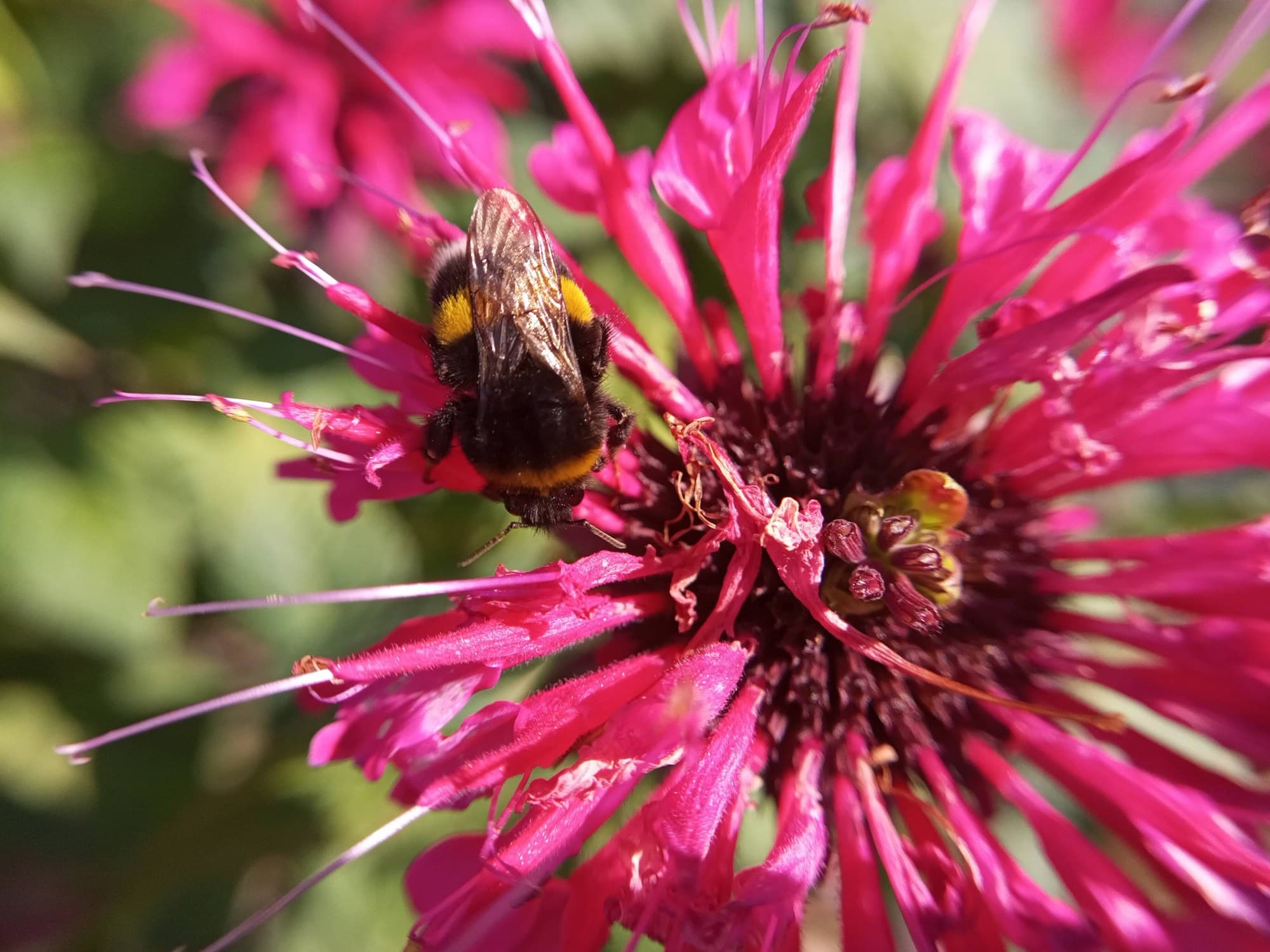 Bumblebee on a red bee balm (Monarda didyma) flower