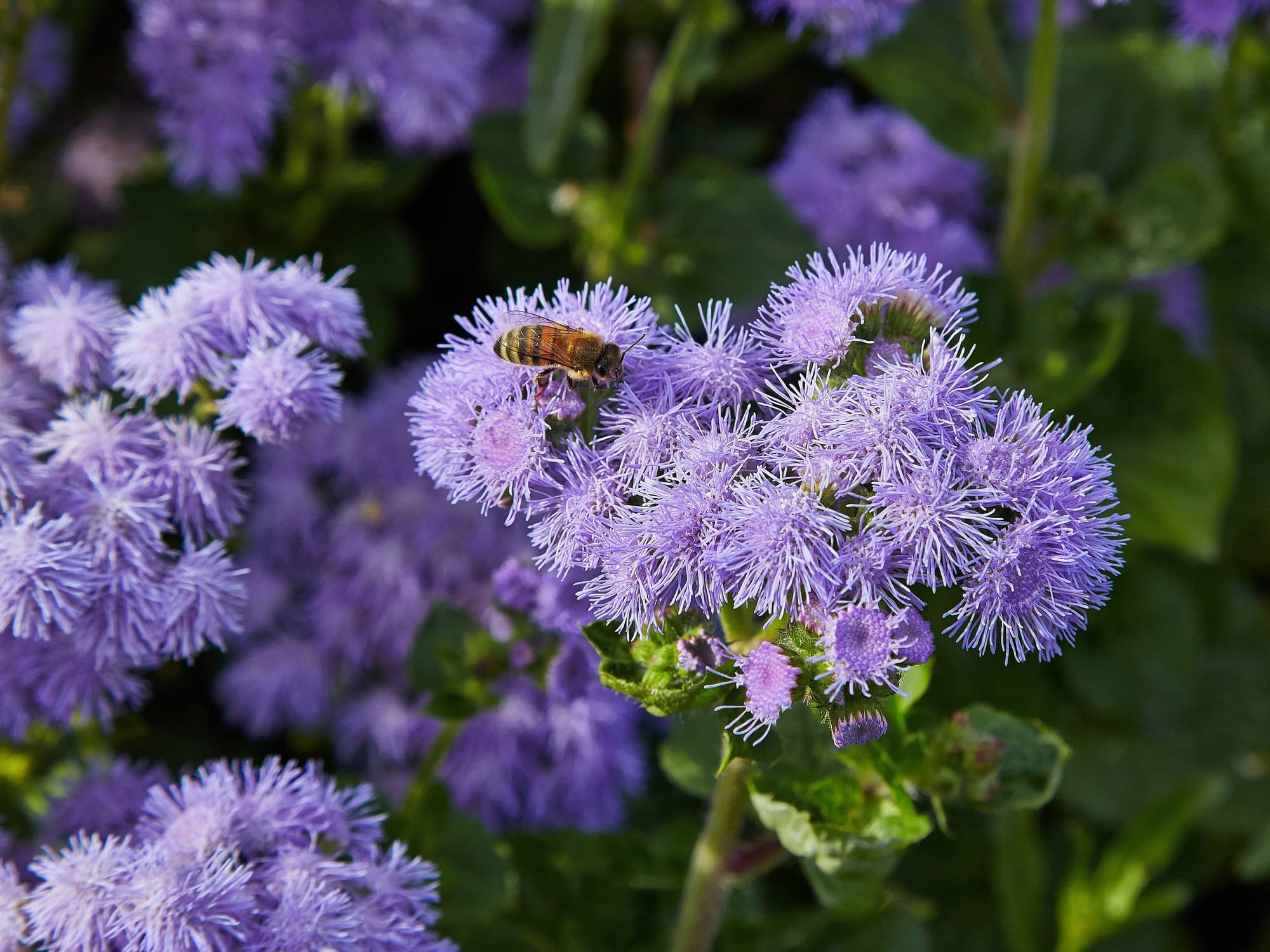 Blue floss flowers (Ageratum houstonianum)