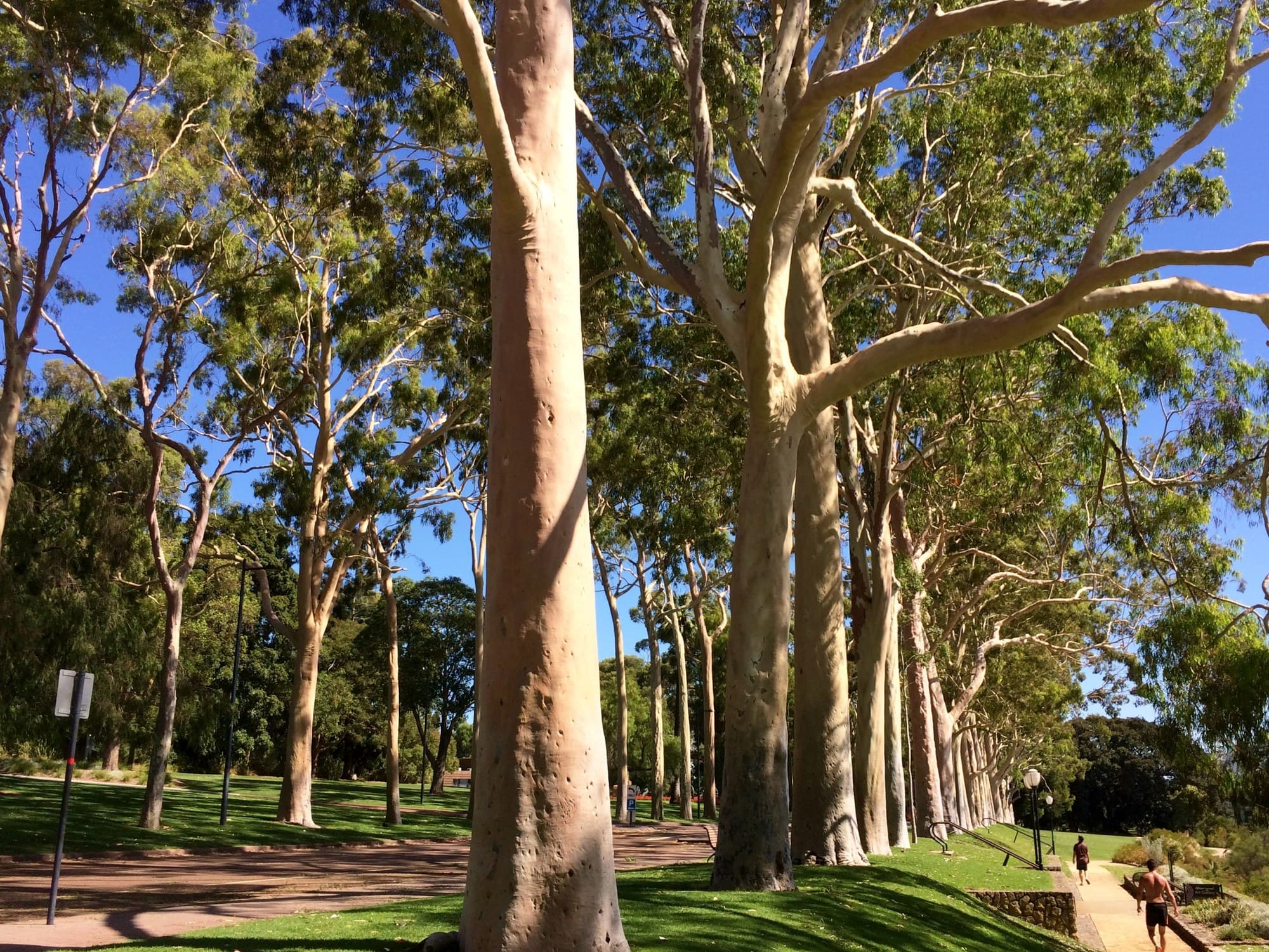 Lemon-scented gums (Corymbia citriodora) with smooth pale trunks