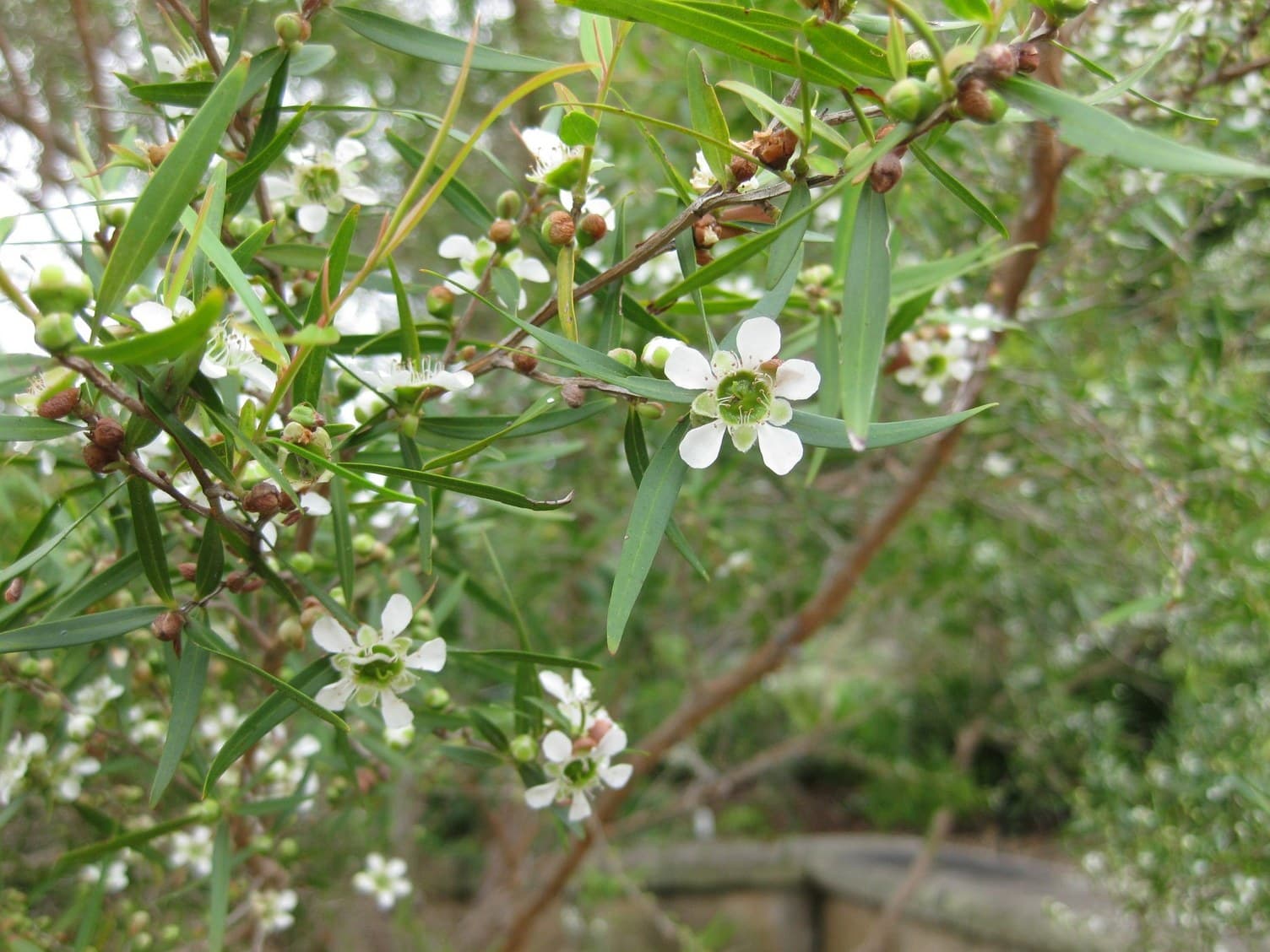 Lemon-scented tea tree (Leptospermum petersonii) in flower