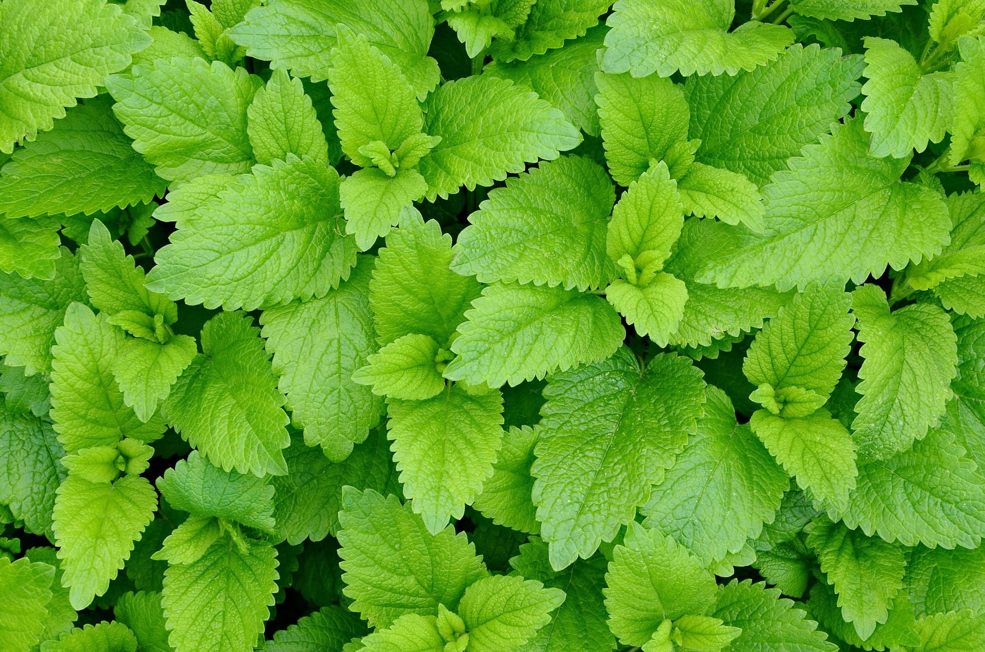Lemon balm (Melissa officinalis) leaves