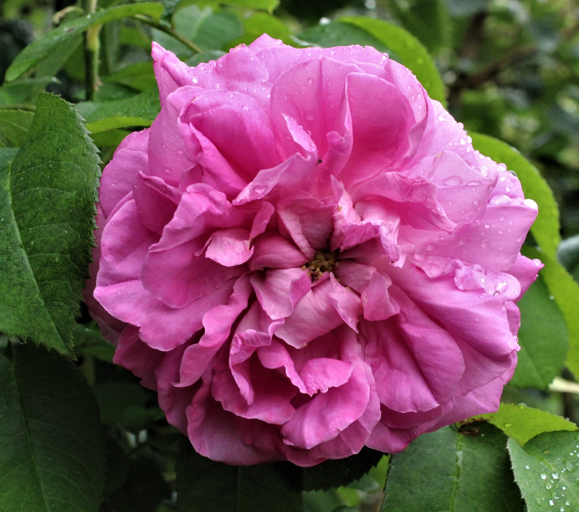 Cabbage rose (Rosa x centifolia) in bloom