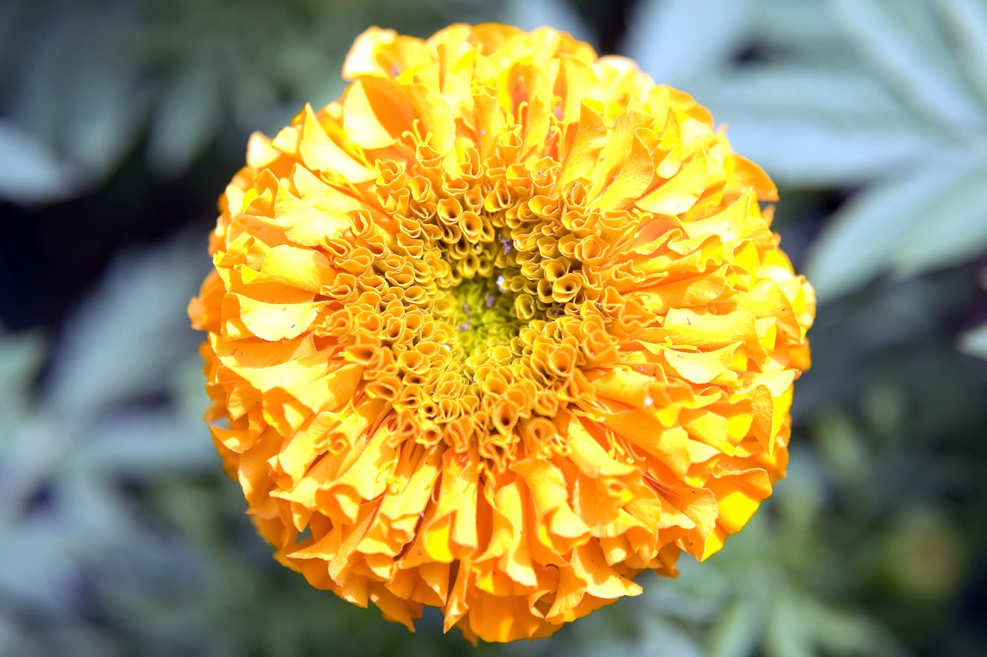 Orange African marigold (Tagetes erecta)