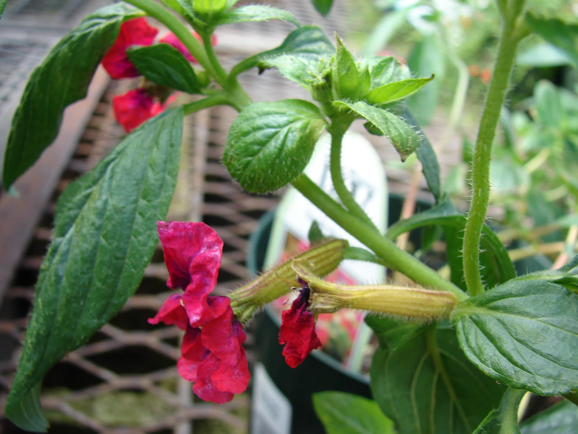 Bat-faced cuphea (Cuphea llavea) flowers