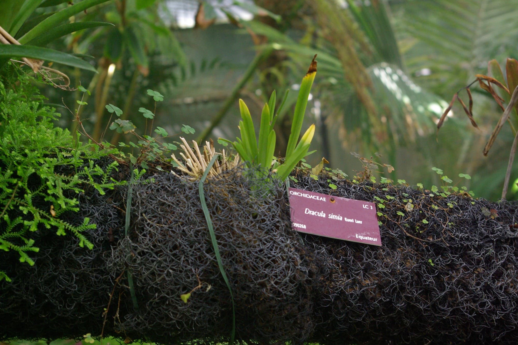 Monkey face orchid, Dracula simia