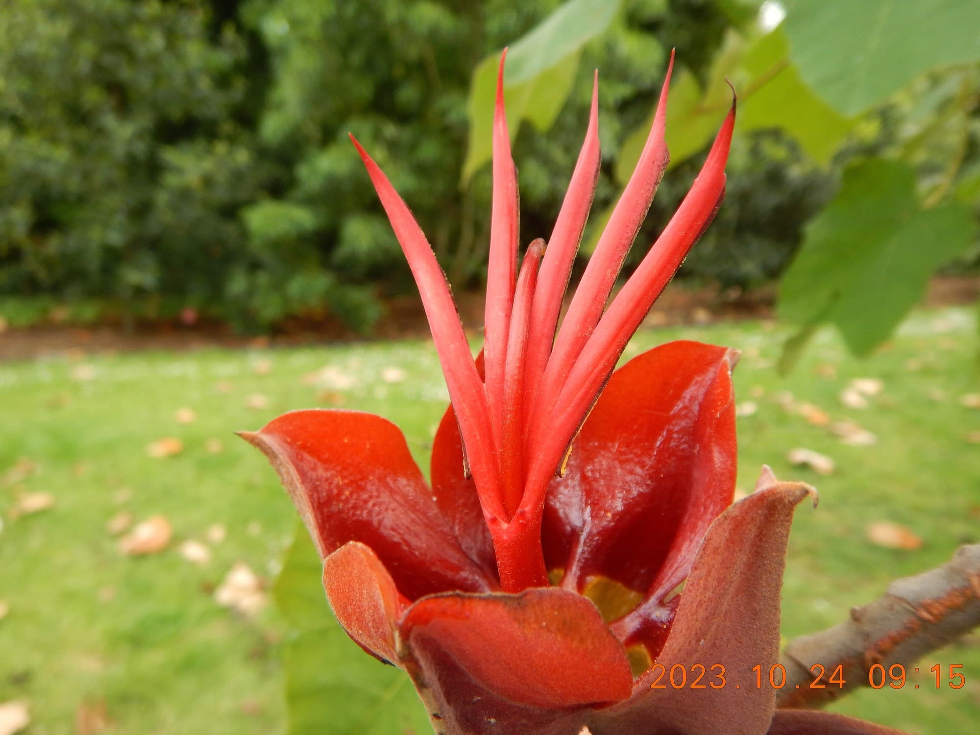 Red devil's hand flower, Chiranthodendron pentadactylon