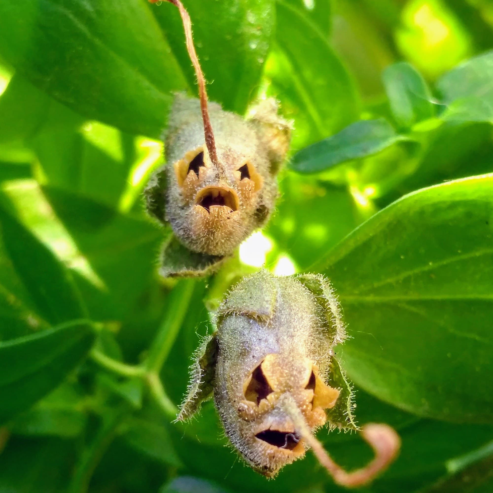 Dried snapdragon seed pods that look like tiny skulls