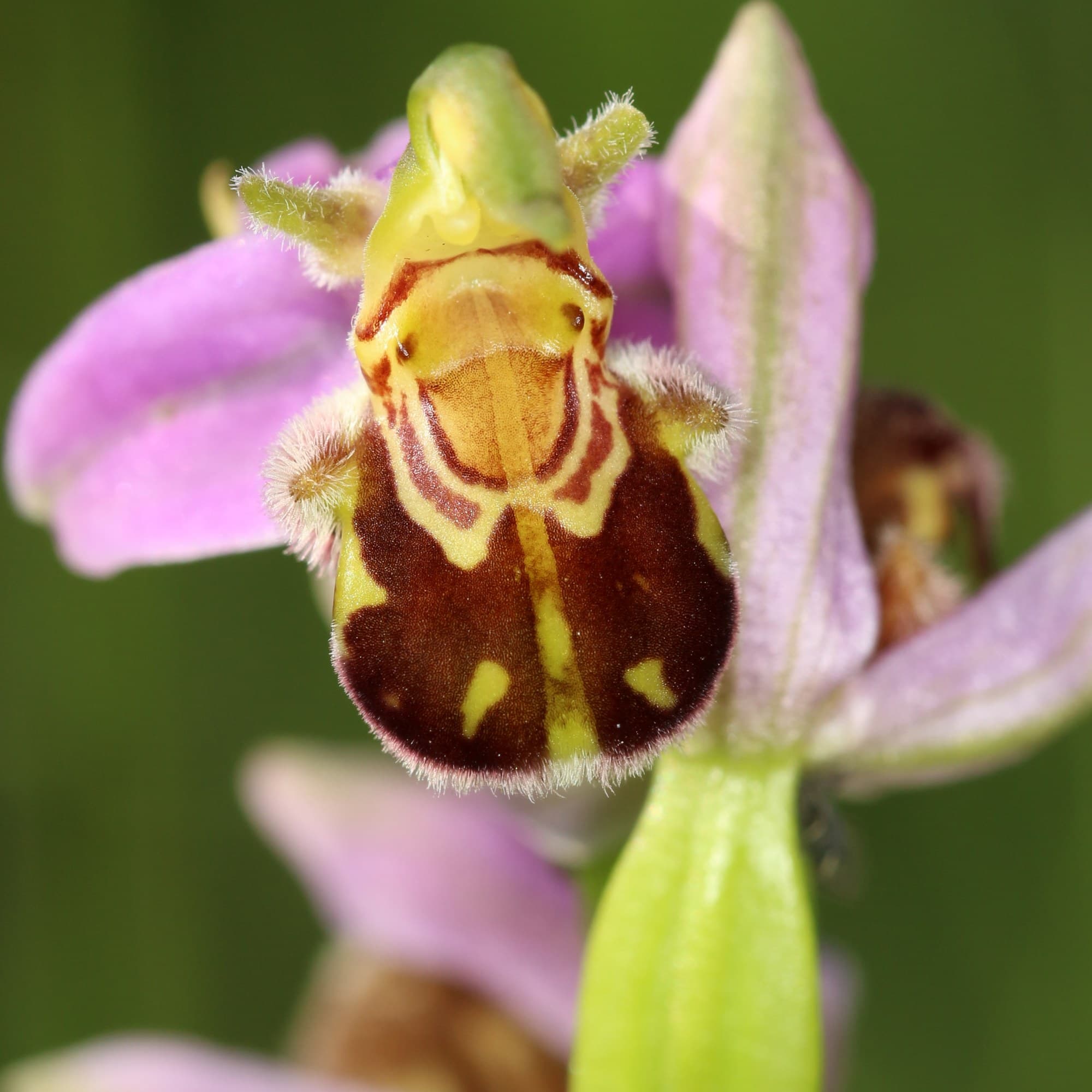 Bee orchid, Ophrys apifera
