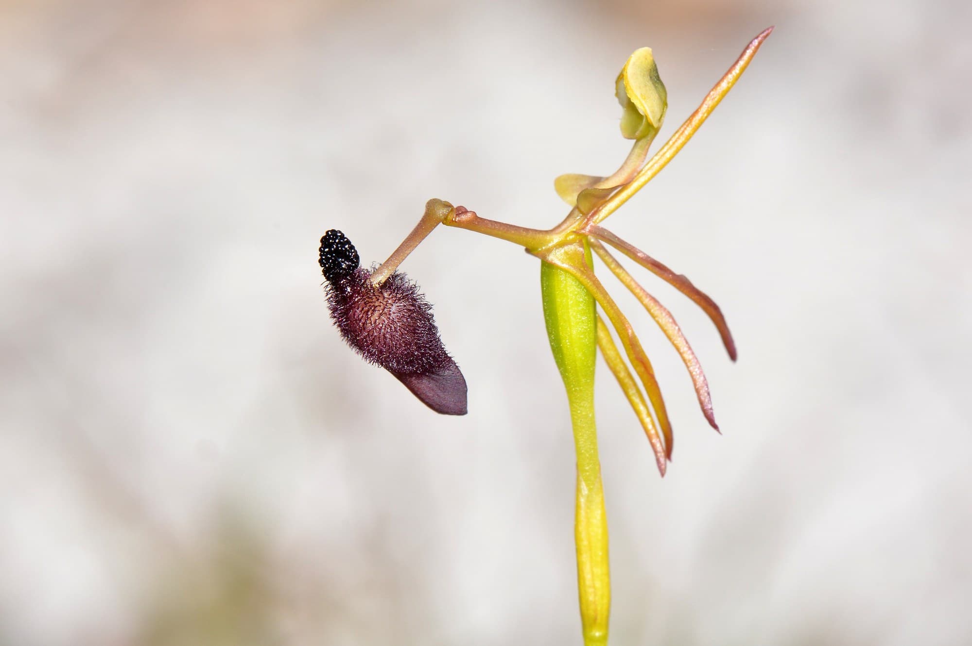 King in his carriage hammer orchid, Drakaea glyptodon