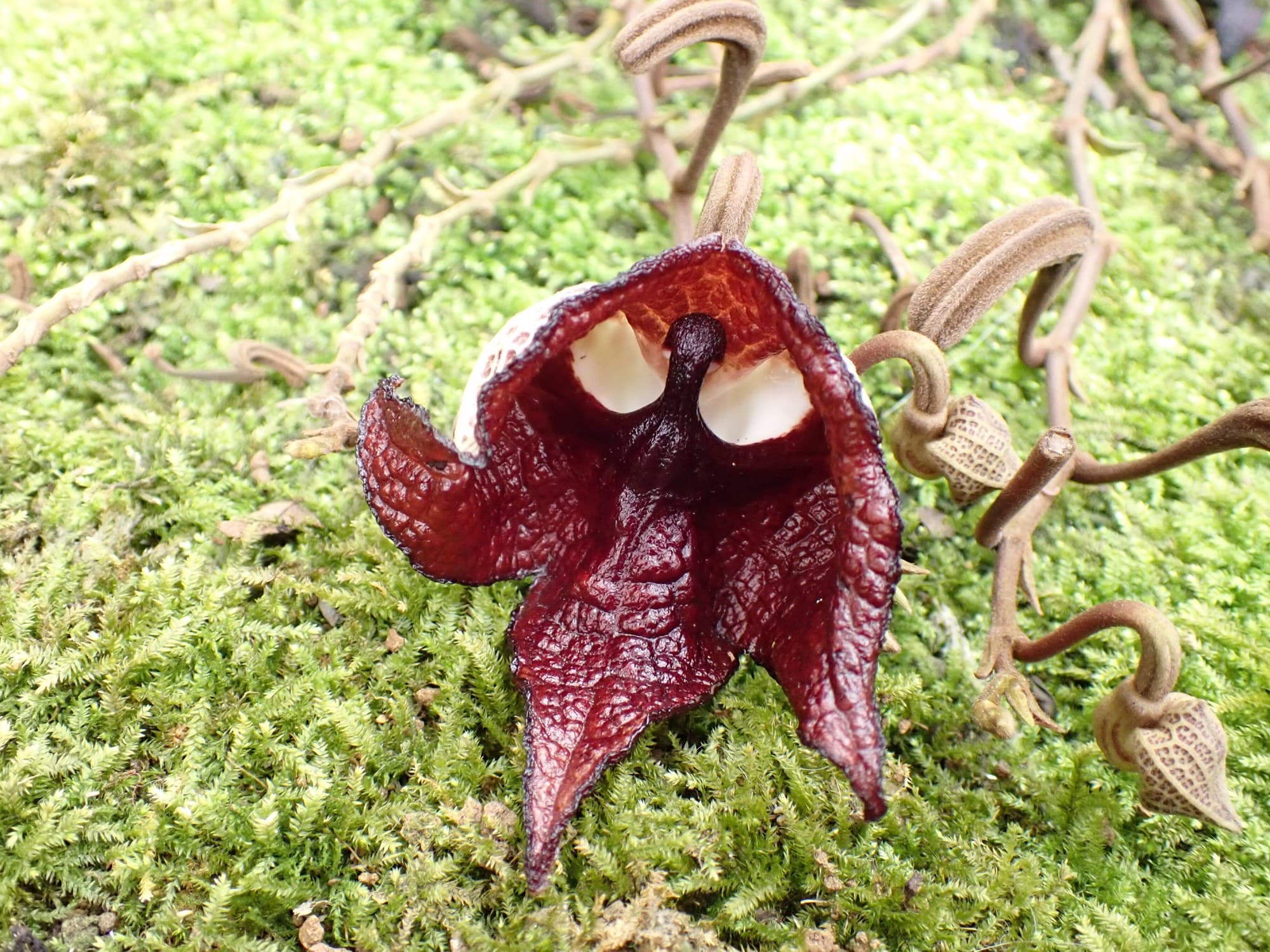 Darth Vader flower, Aristolochia salvadorensis