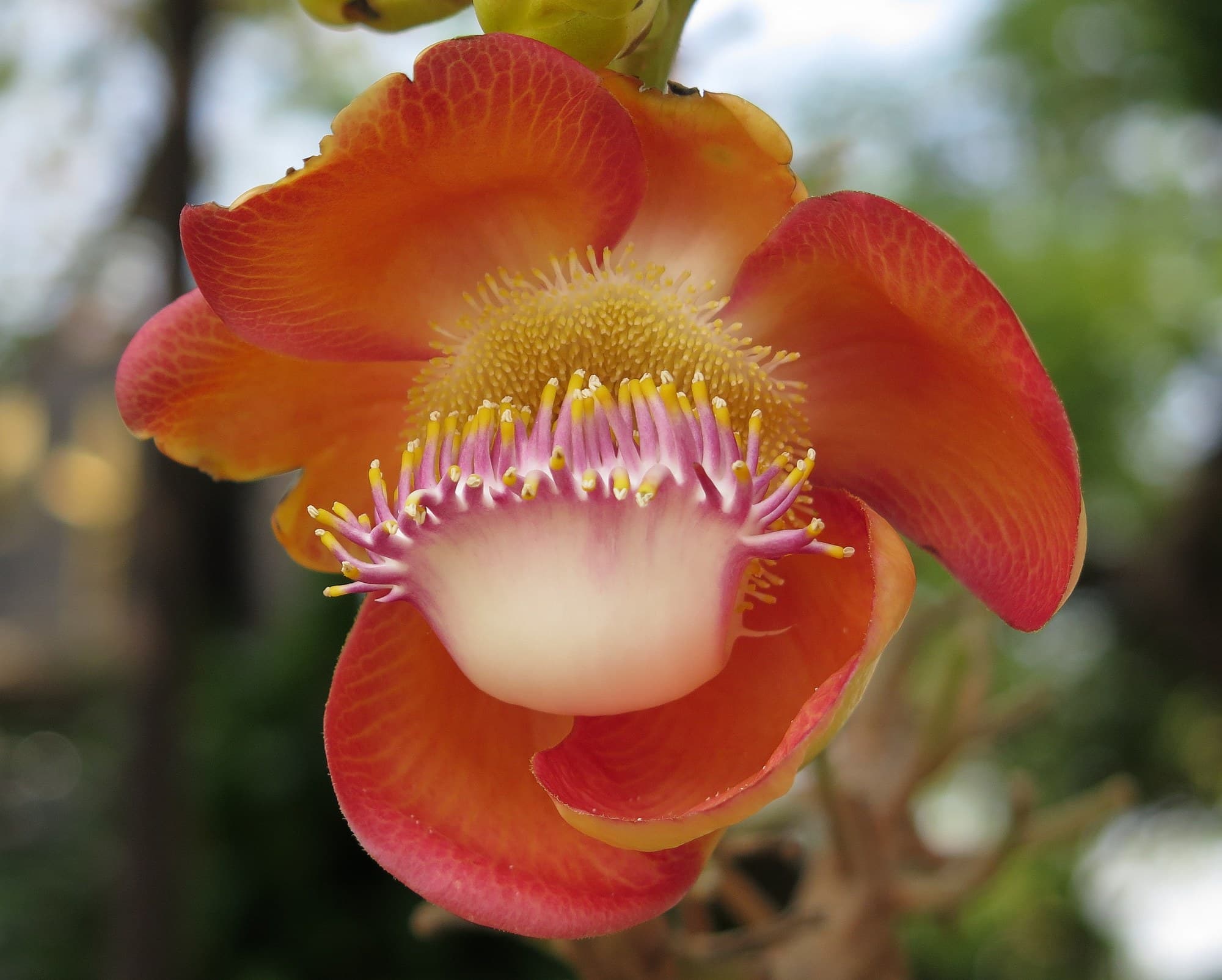 Cannonball tree flower, Couroupita guianensis