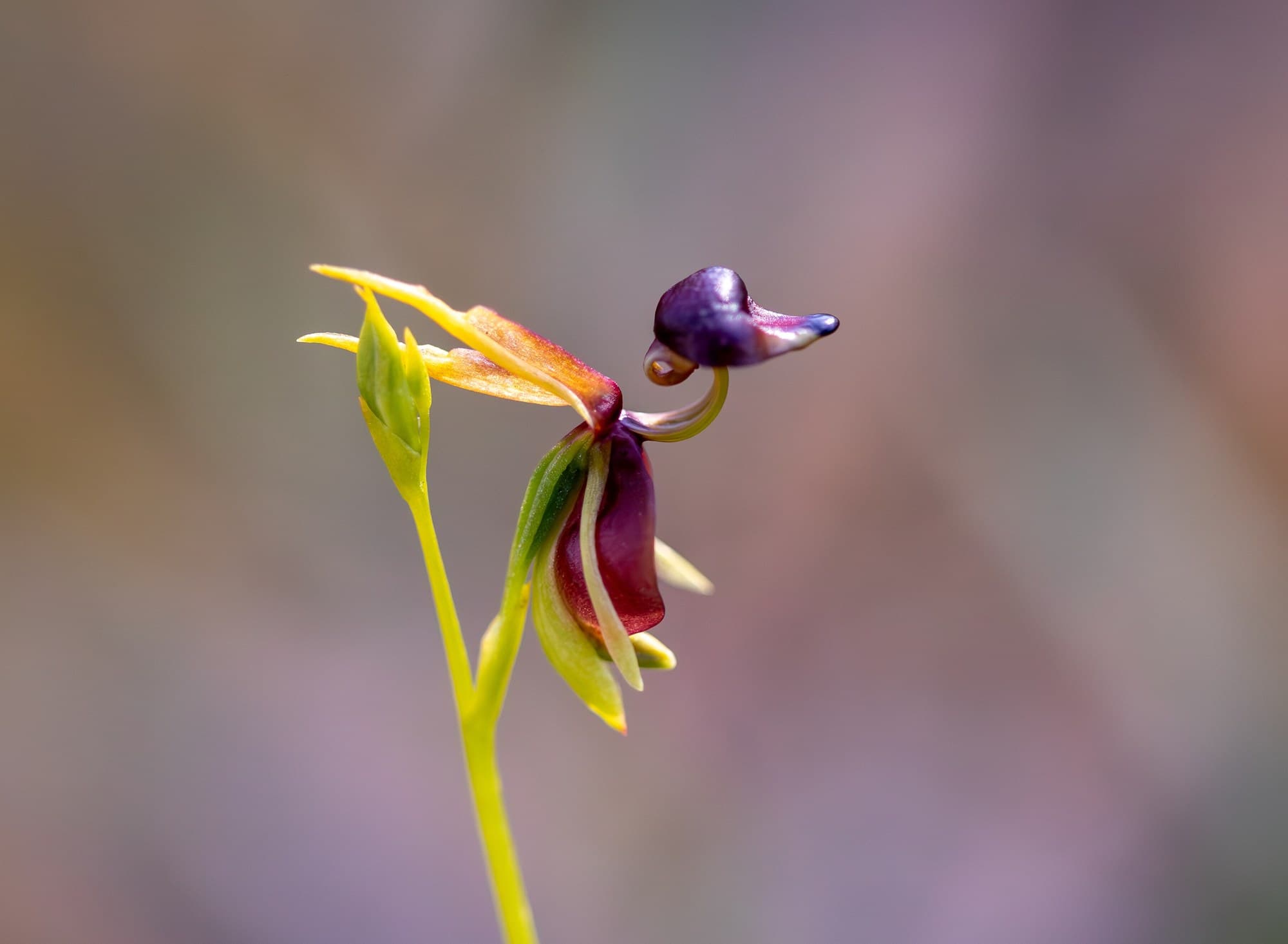 Flying duck orchid, Caleana major