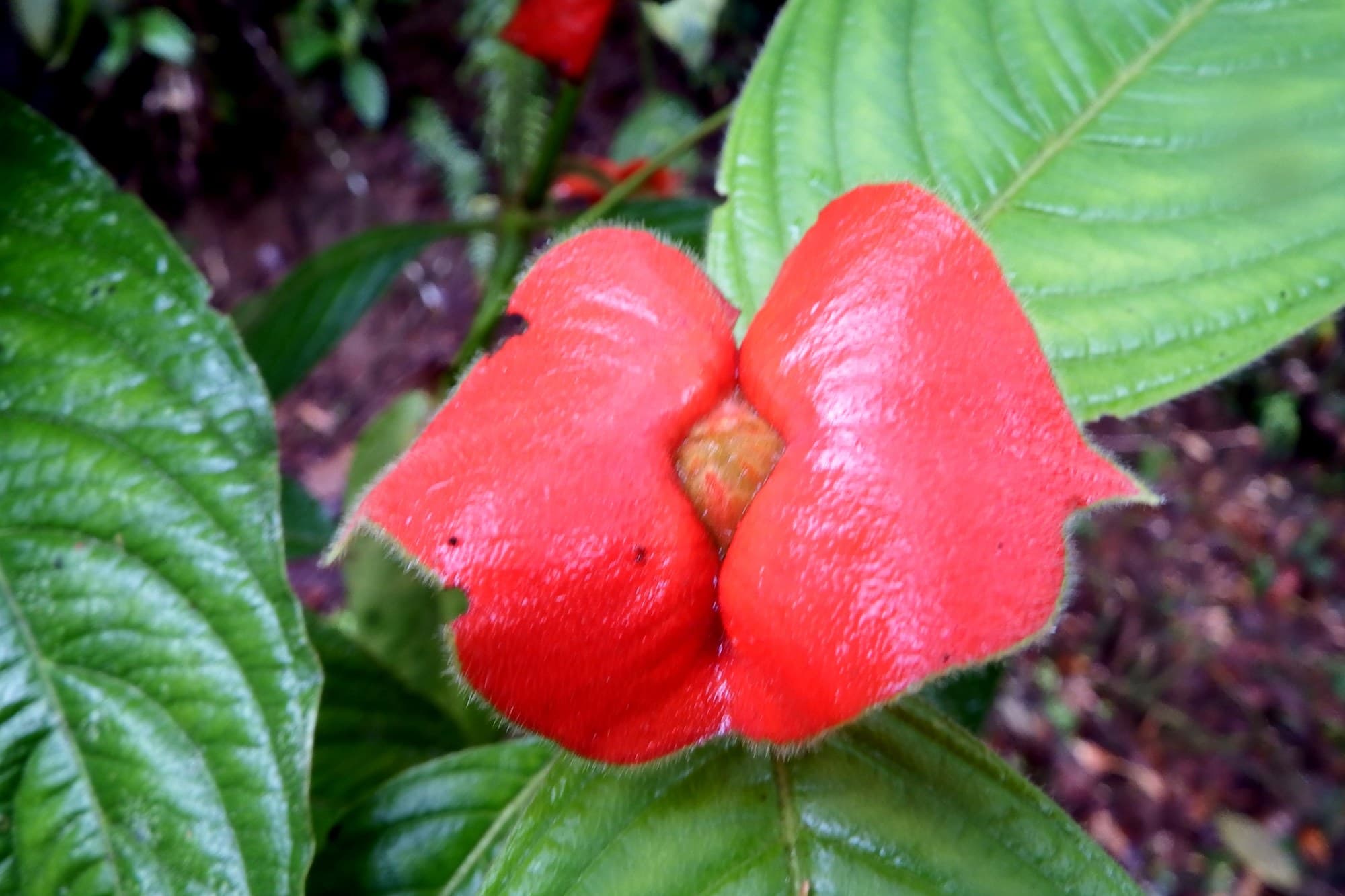 Hooker's lips, Palicourea (Psychotria) elata