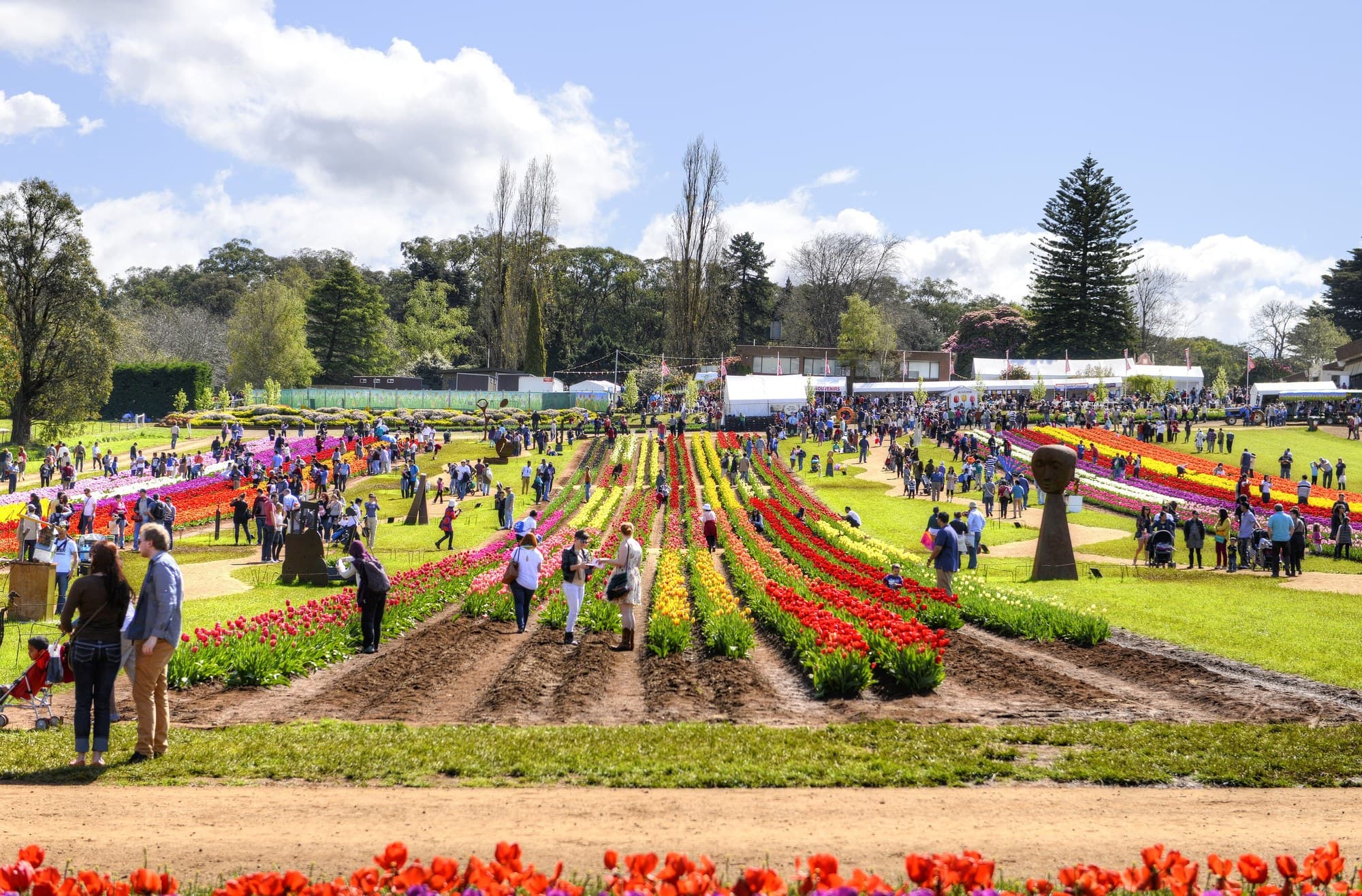 Tulip fields at Tesselaar, Silvan