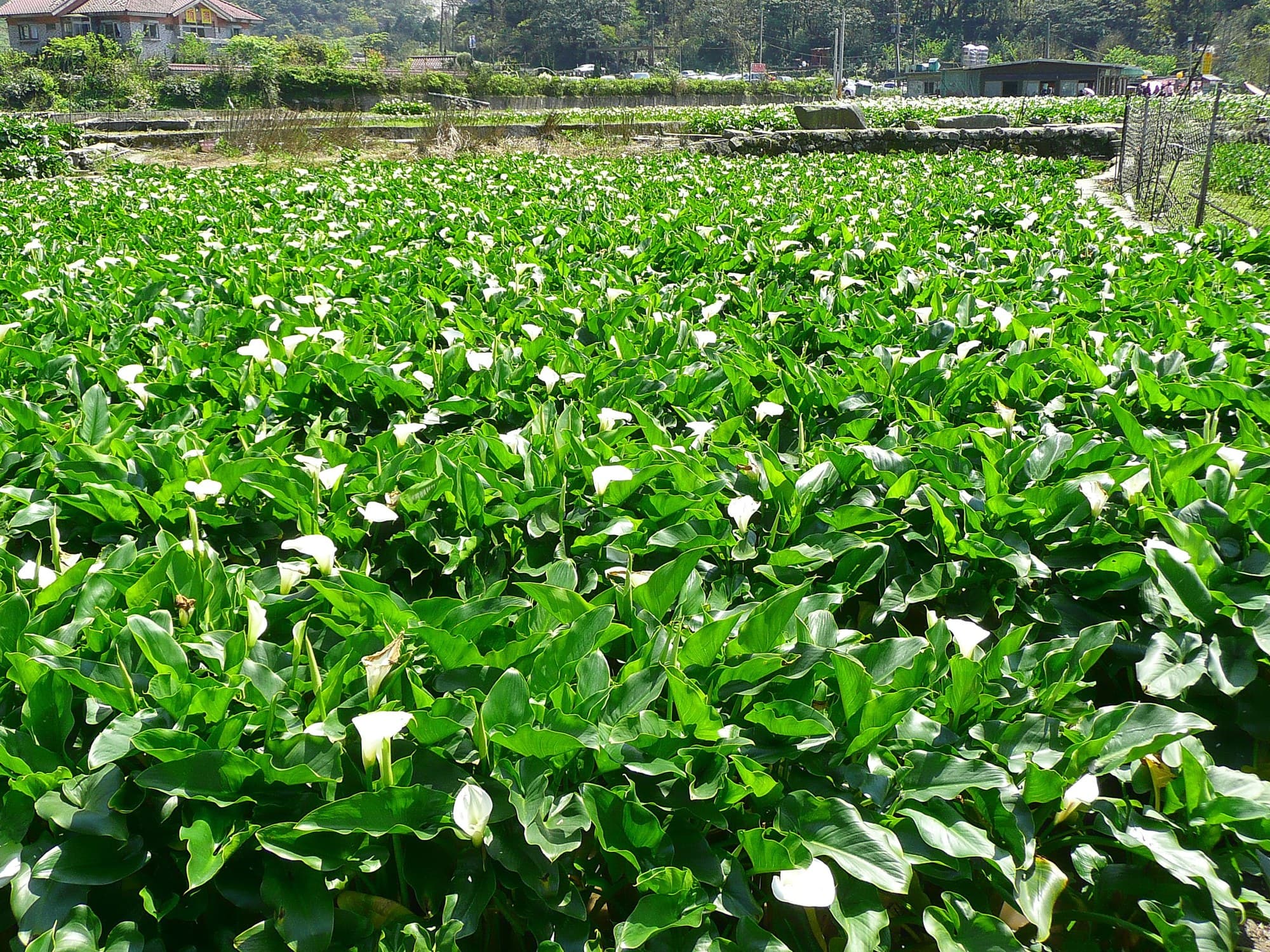 Calla lily fields at Zhuzihu, Taiwan