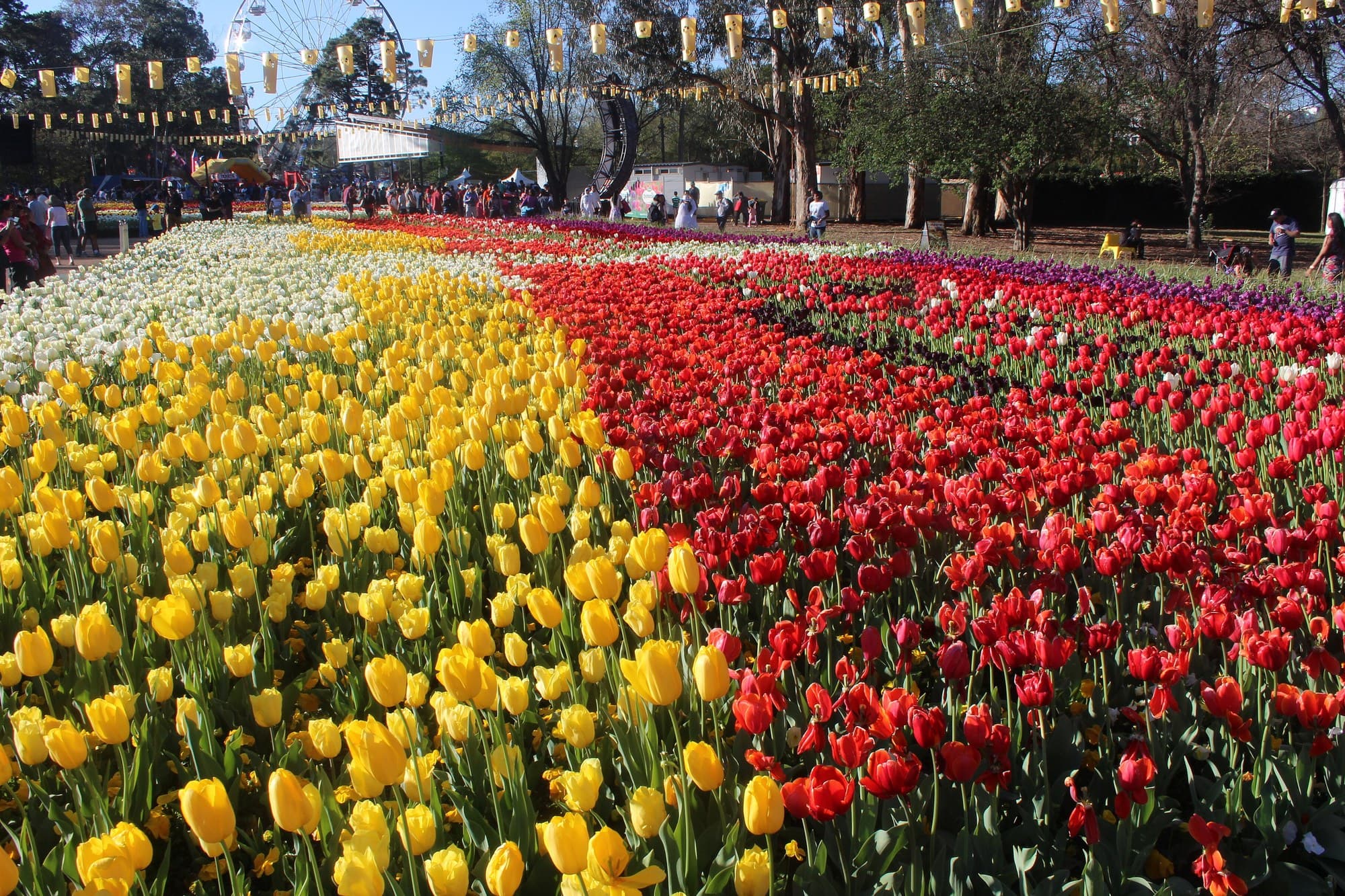 Tulip beds at Floriade, Canberra