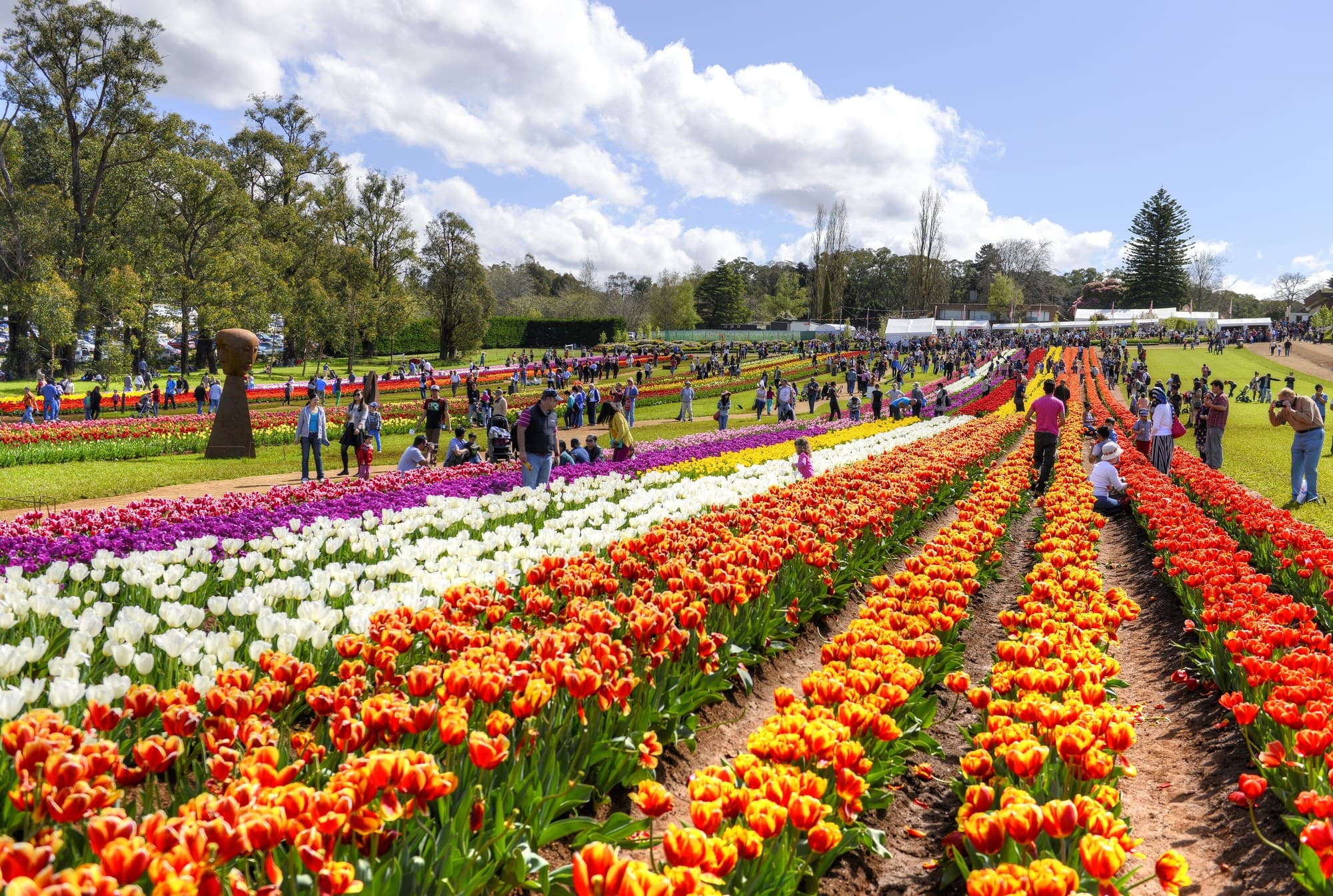 Rows of tulips at the Tesselaar Tulip Festival