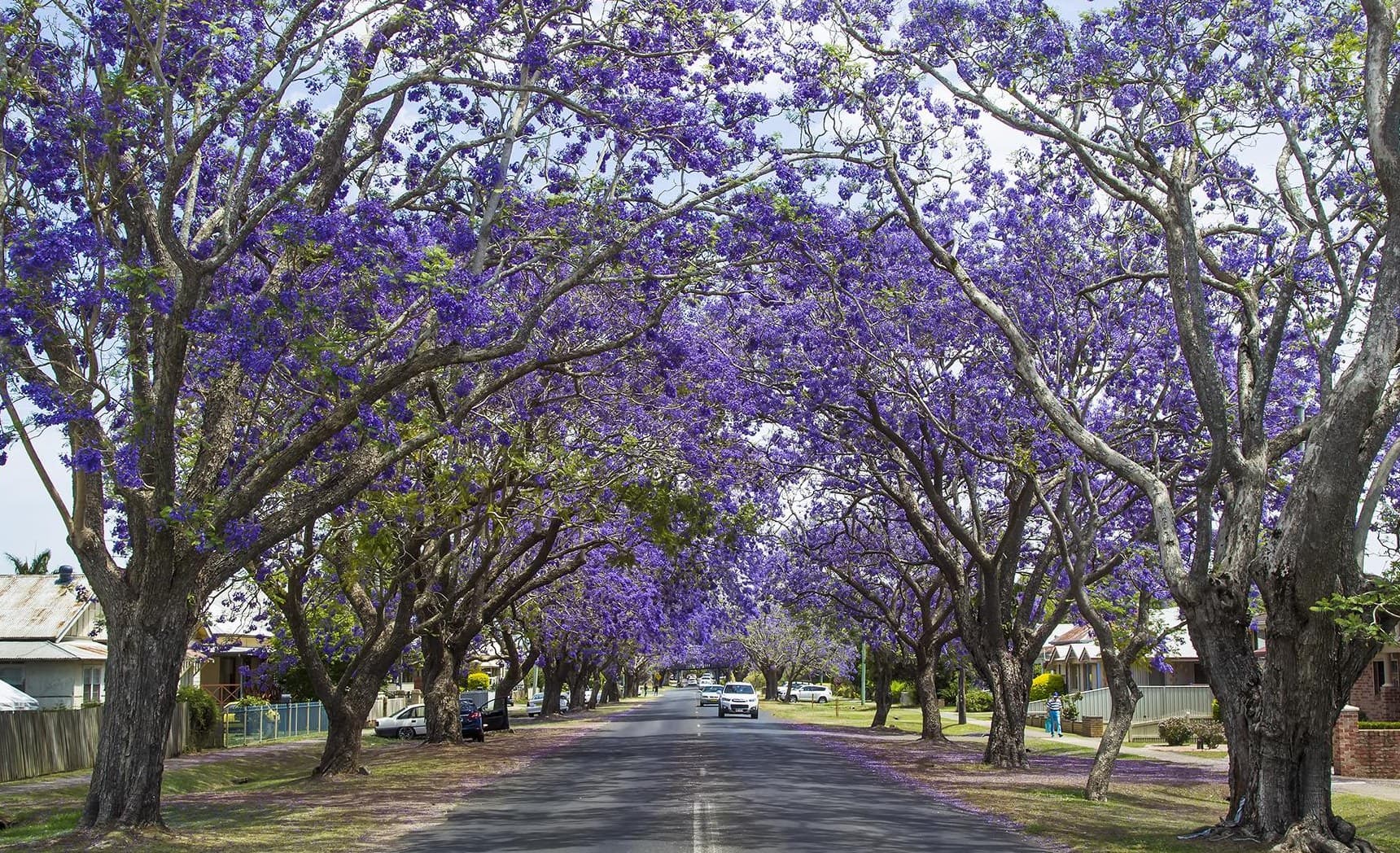 Jacaranda trees in bloom along a Grafton street